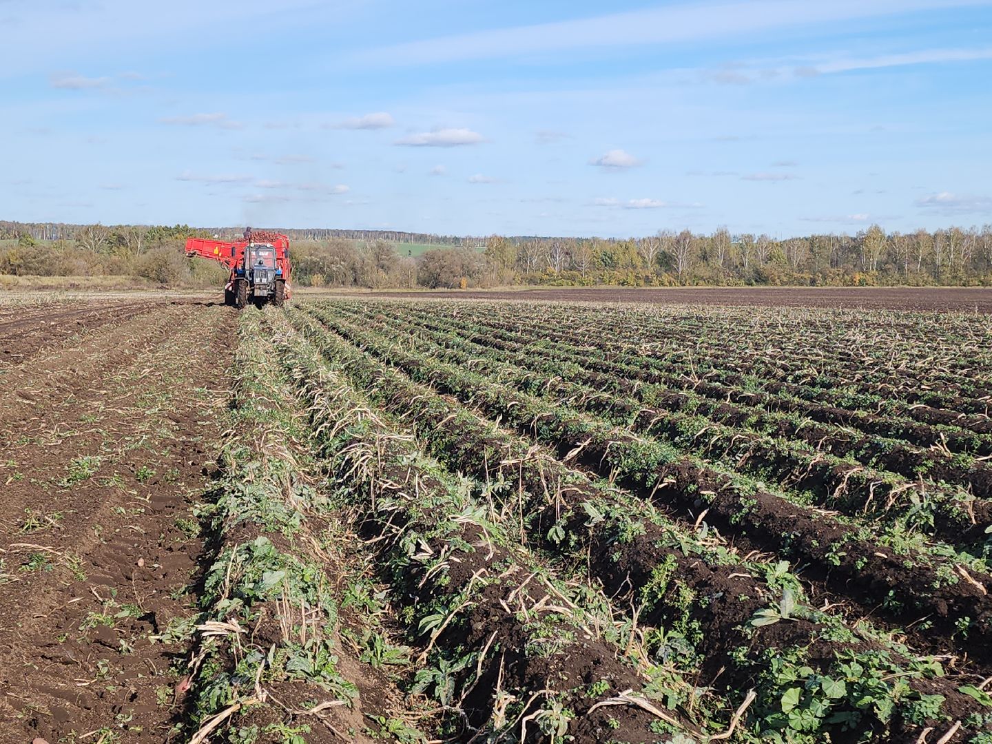 Кашира, уборочная кампания, яровые, озимые, пшеница, горох, картофель,