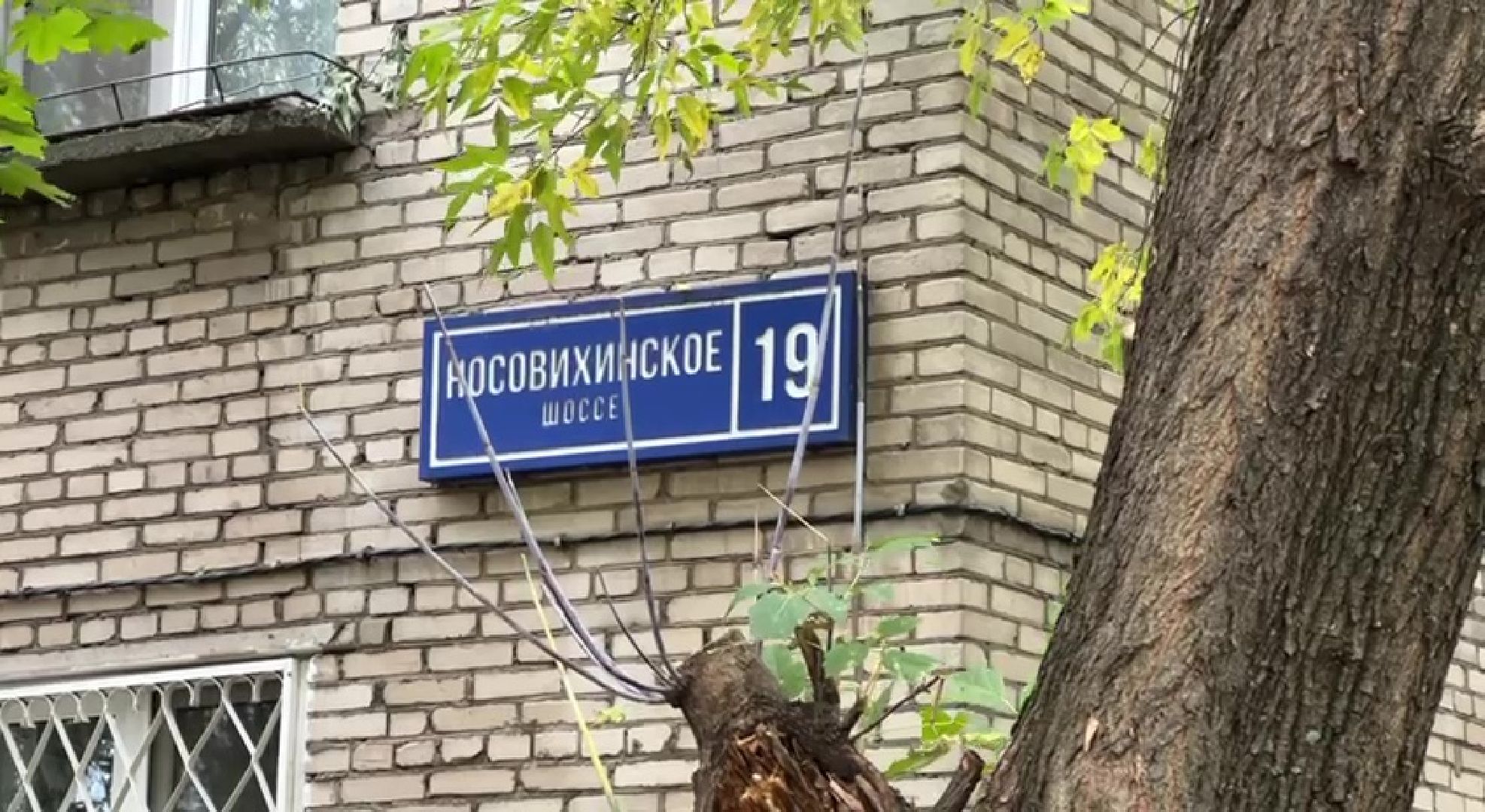 Реутов, Носовиха, спасение кошки, животное, дерево, вышка,