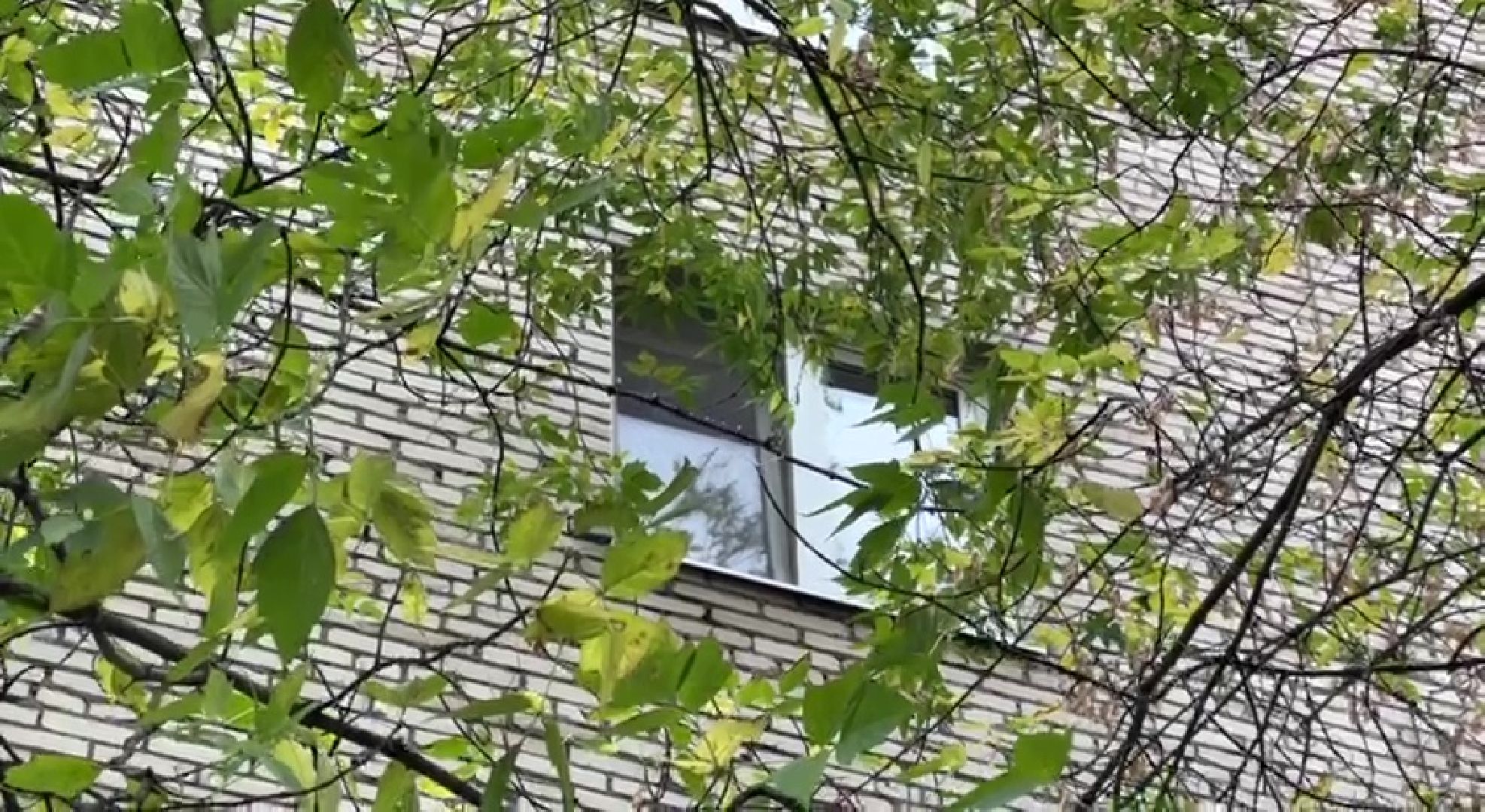 Реутов, Носовиха, спасение кошки, животное, дерево, вышка,