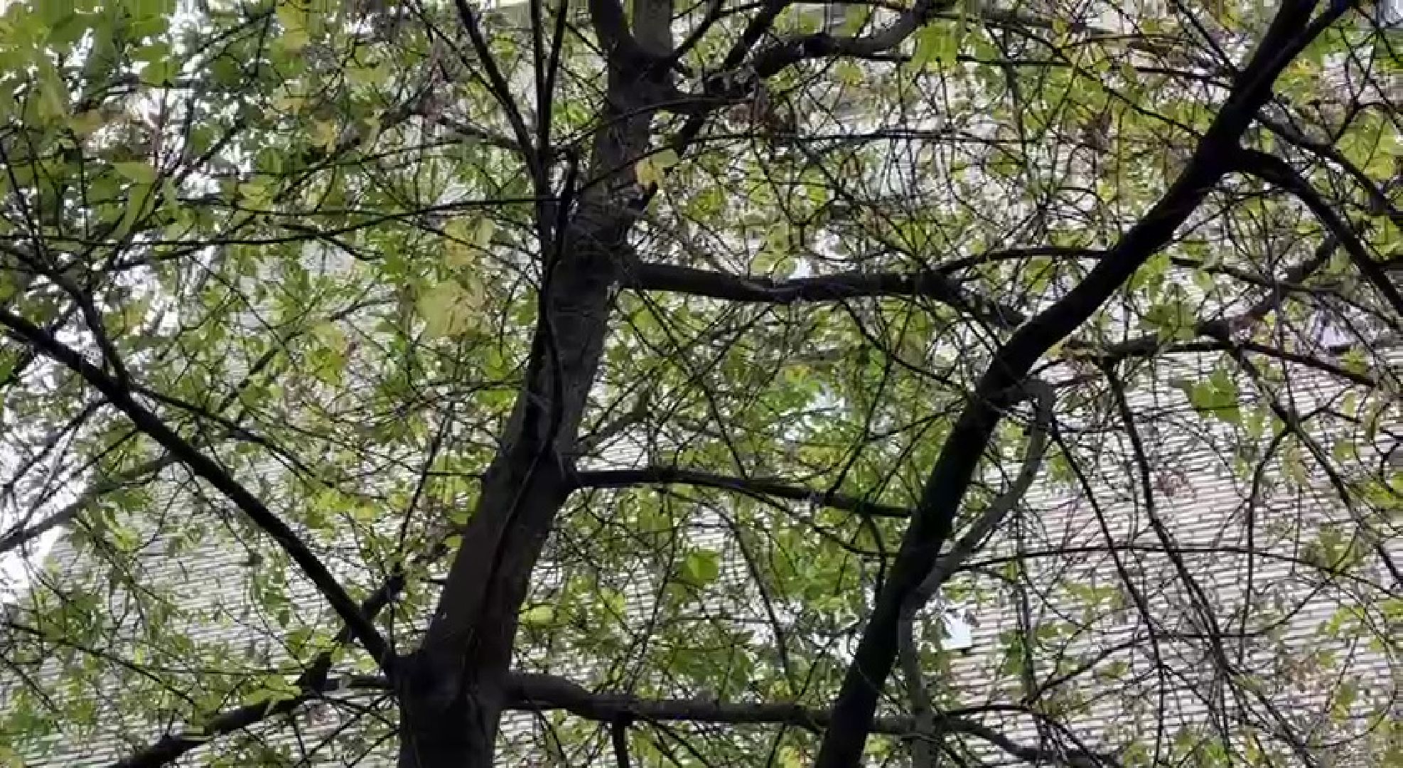 Реутов, Носовиха, спасение кошки, животное, дерево, вышка,