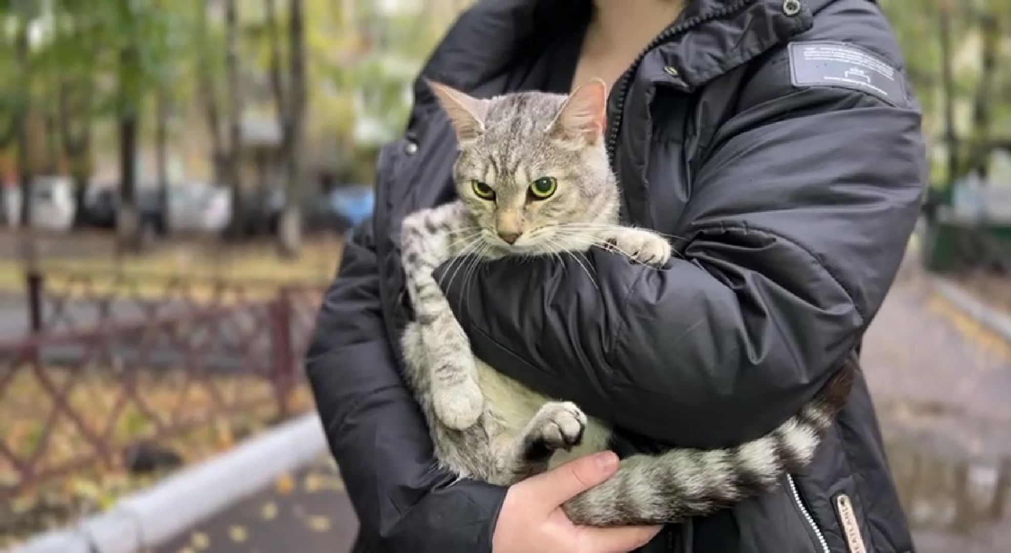 Реутов, Носовиха, спасение кошки, животное, дерево, вышка,