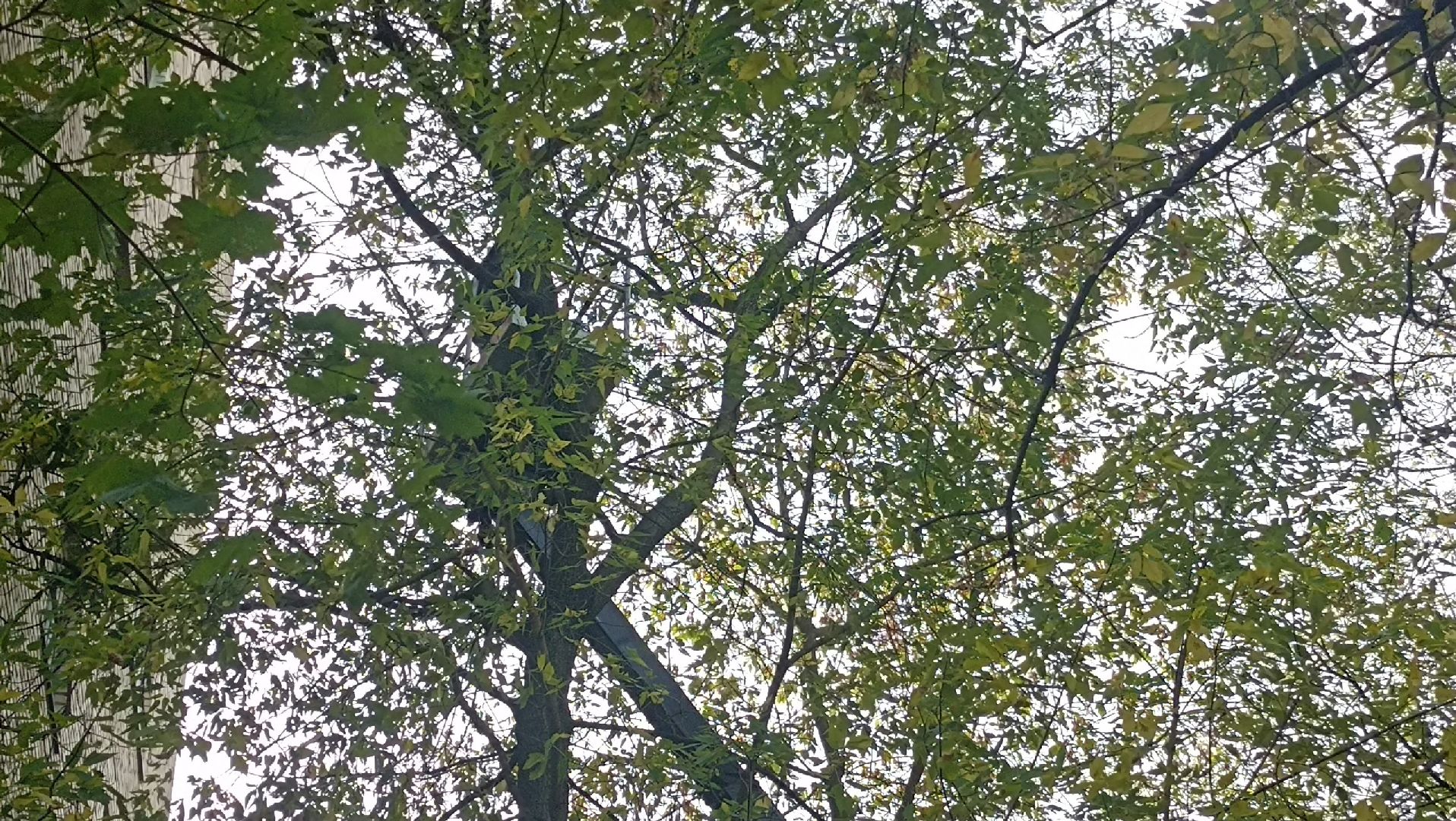 Реутов, Носовиха, спасение кошки, животное, дерево, вышка,