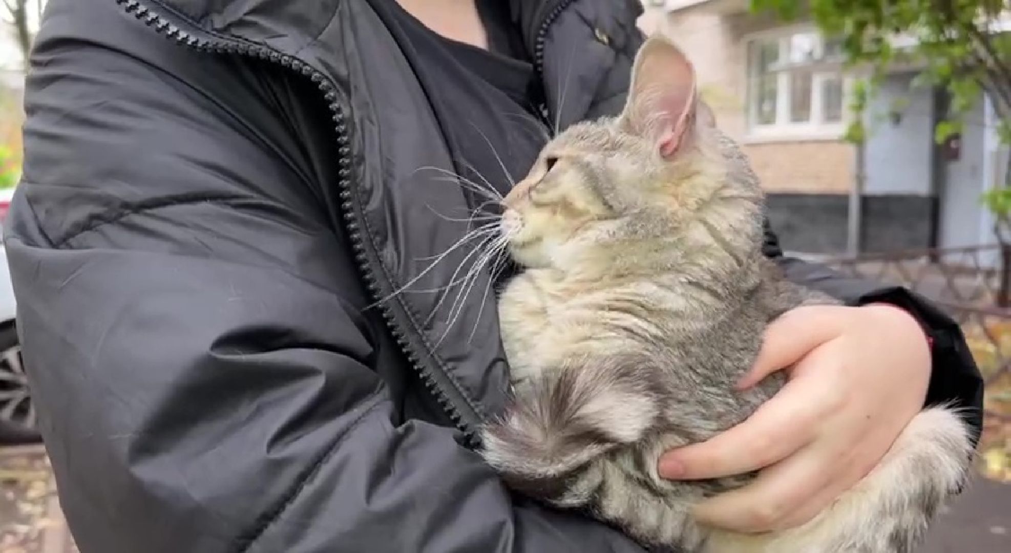 Реутов, Носовиха, спасение кошки, животное, дерево, вышка,