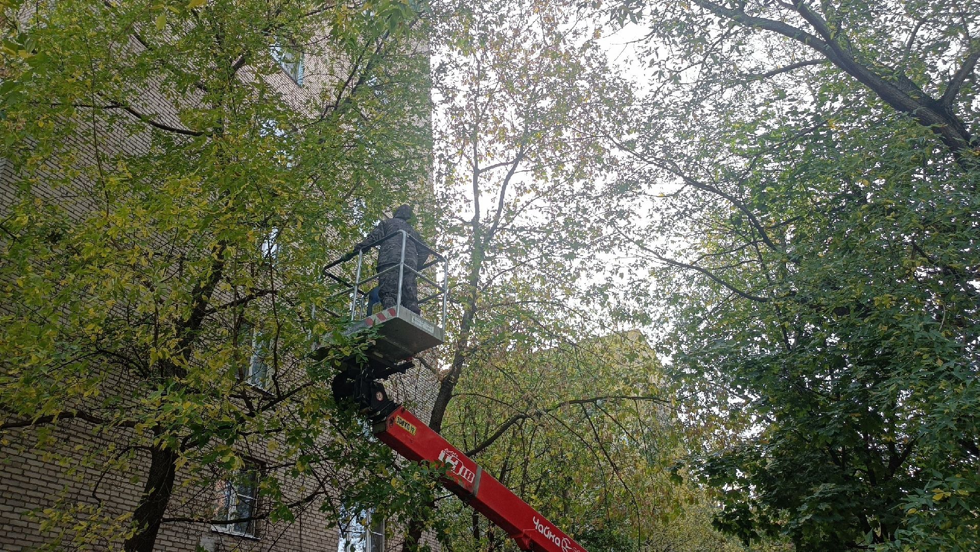 Реутов, Носовиха, спасение кошки, животное, дерево, вышка,