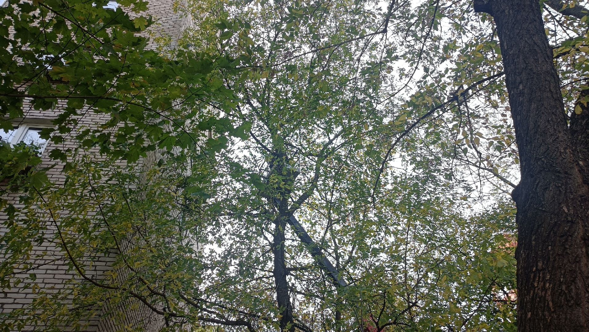 Реутов, Носовиха, спасение кошки, животное, дерево, вышка,