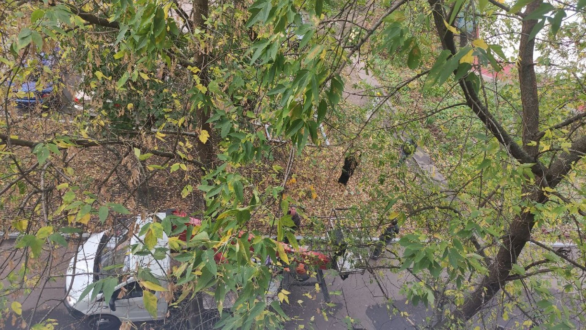 Реутов, Носовиха, спасение кошки, животное, дерево, вышка,