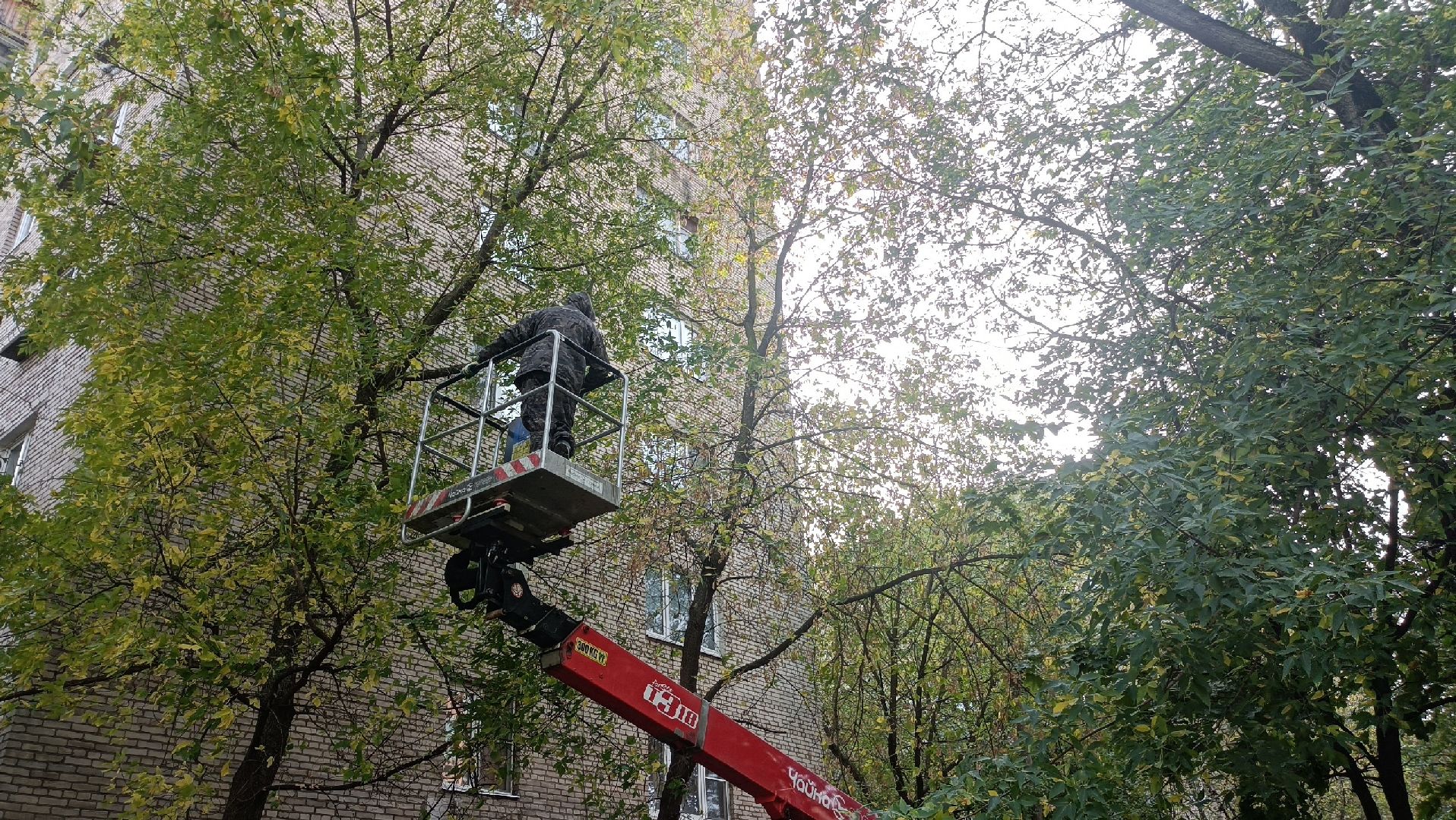 Реутов, Носовиха, спасение кошки, животное, дерево, вышка,