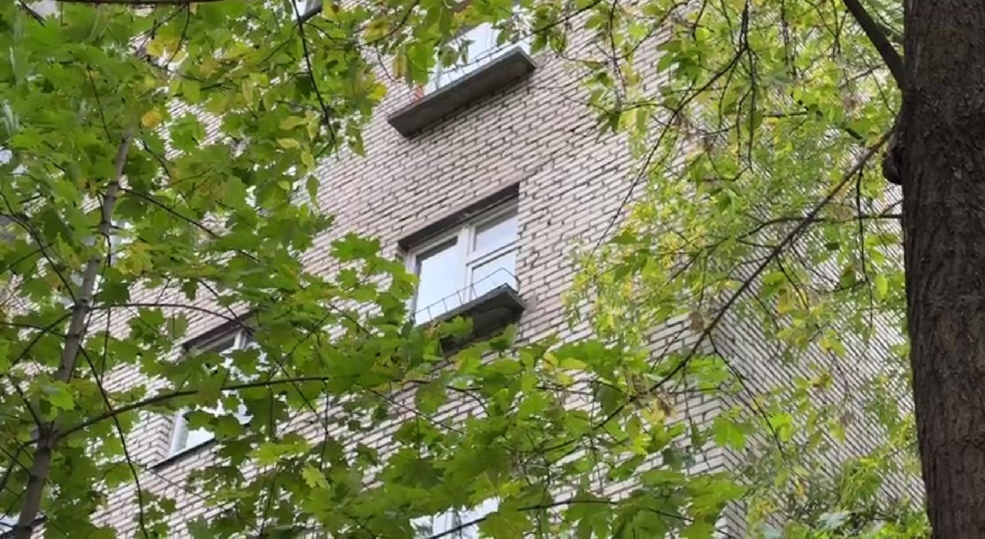 Реутов, Носовиха, спасение кошки, животное, дерево, вышка,