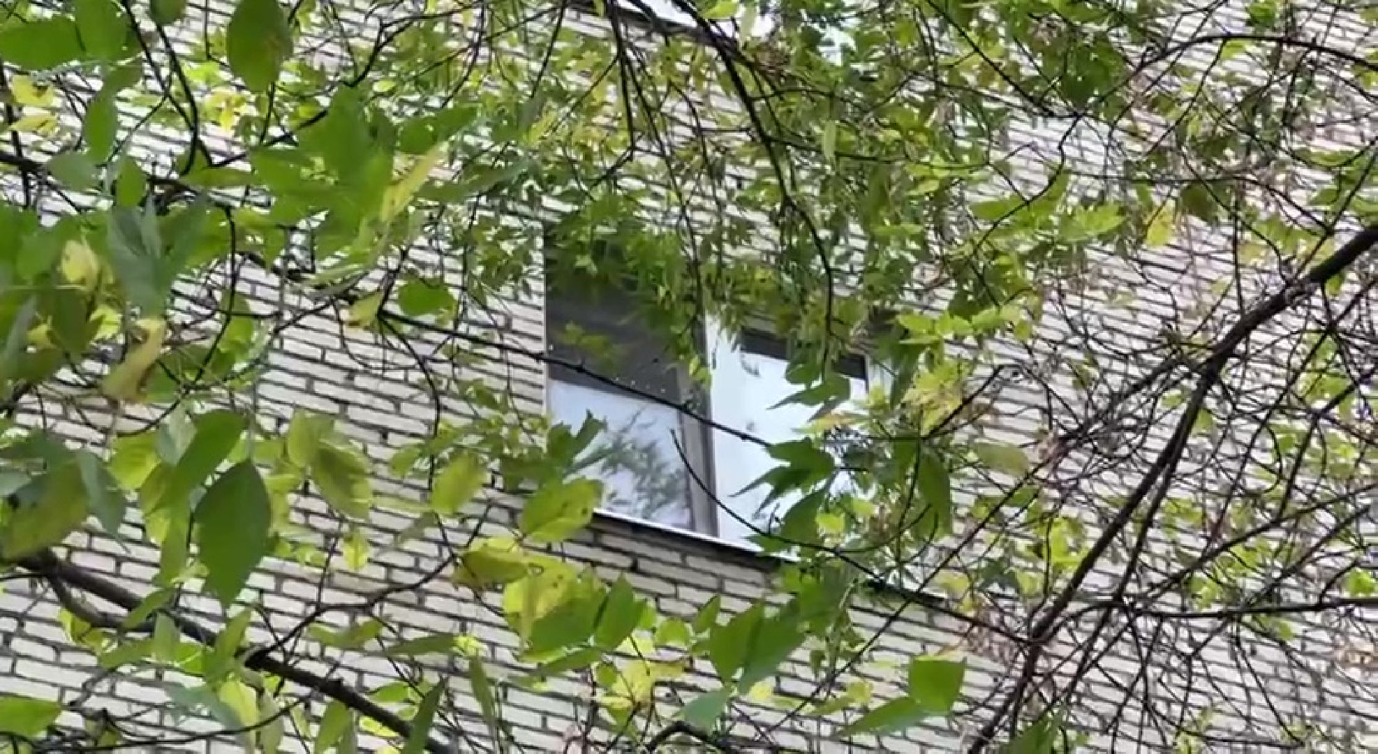 Реутов, Носовиха, спасение кошки, животное, дерево, вышка,