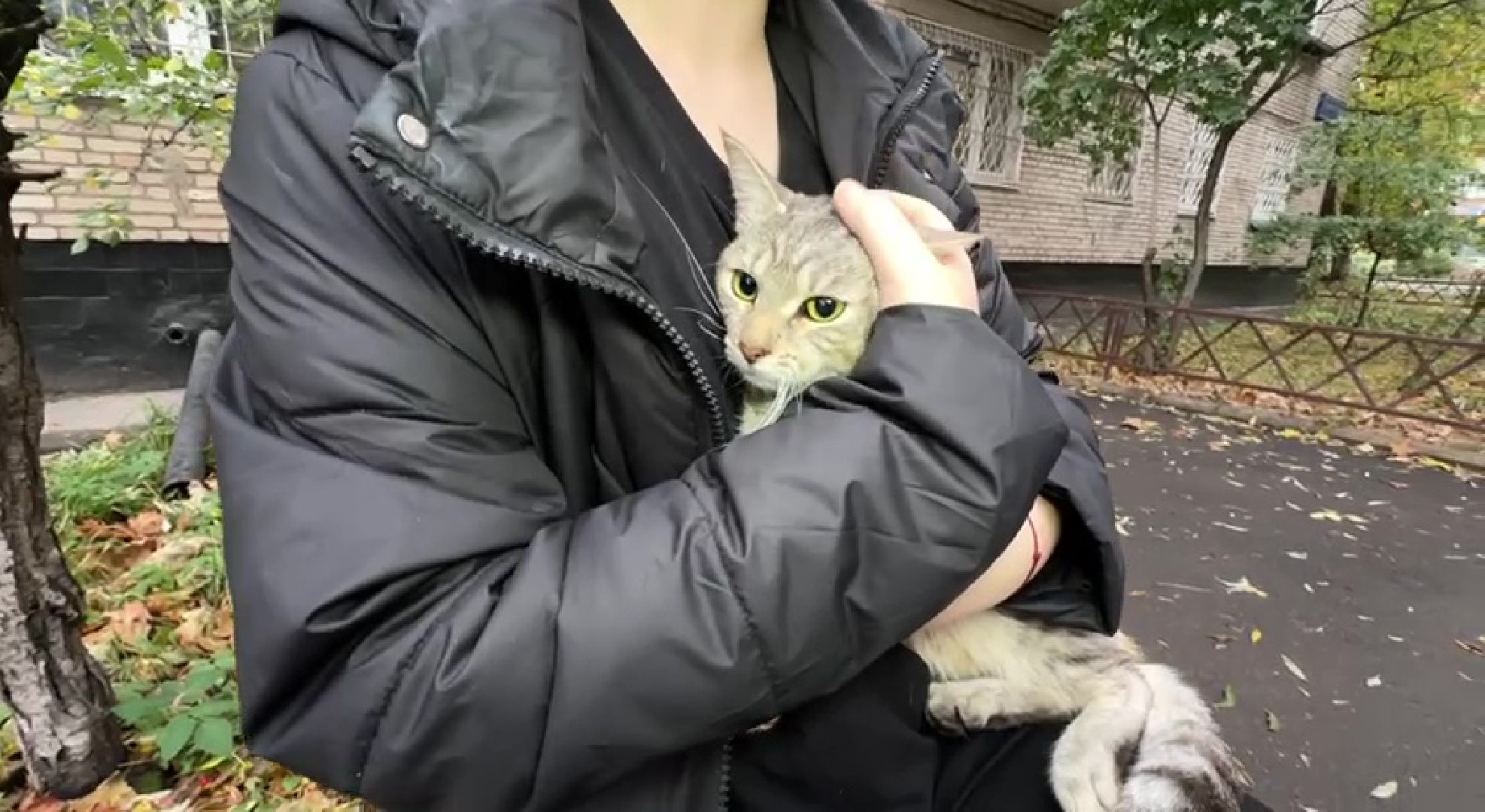 Реутов, Носовиха, спасение кошки, животное, дерево, вышка,