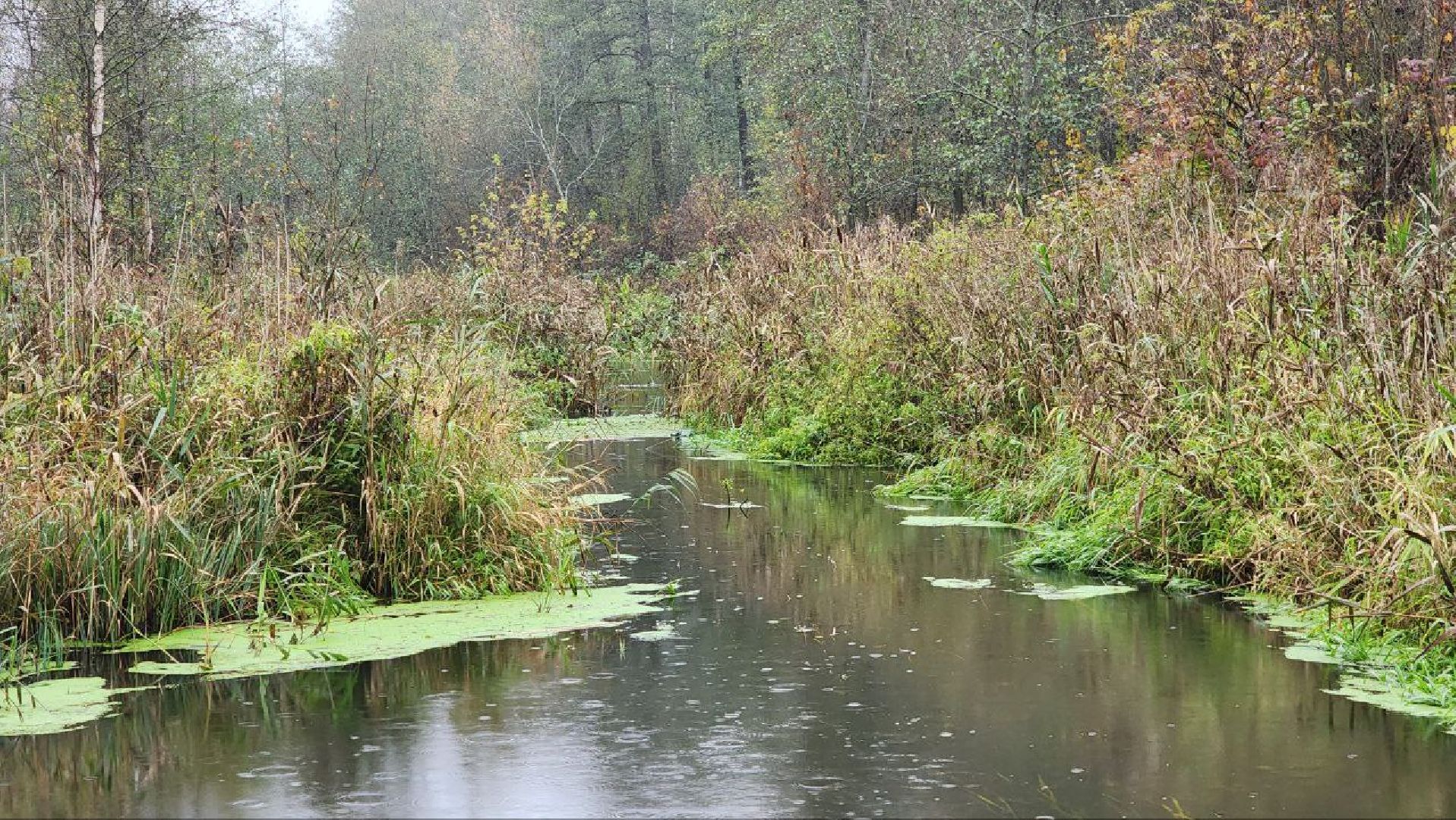 Дмитров, СНТ, Администрация ДГО,