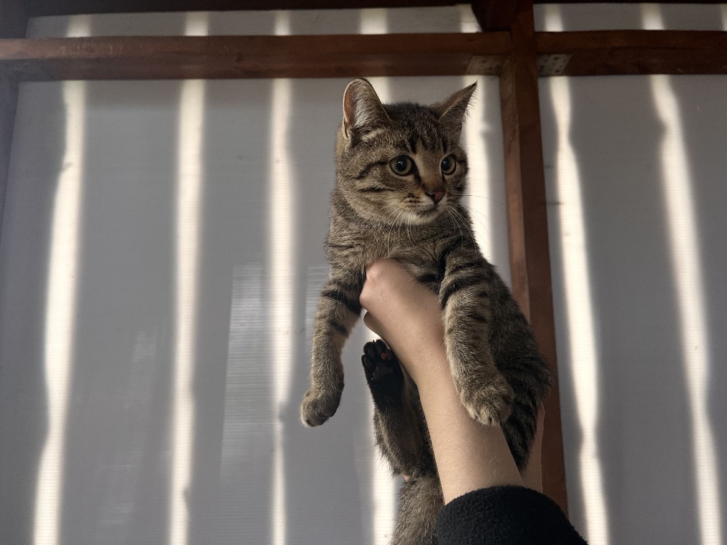 Шаховская, ферма, глэмпинг, база отдыха,