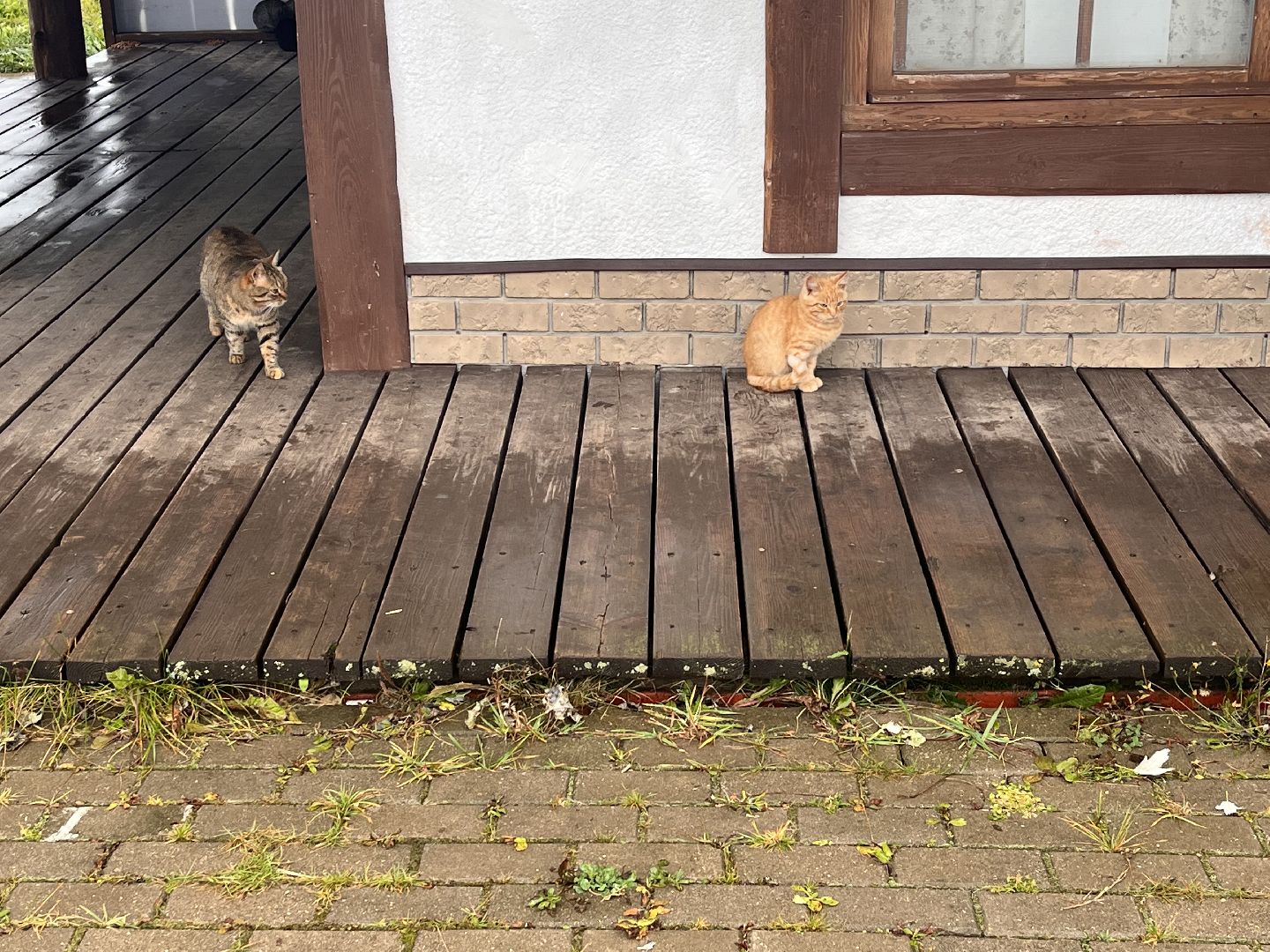 Шаховская, ферма, глэмпинг, база отдыха,