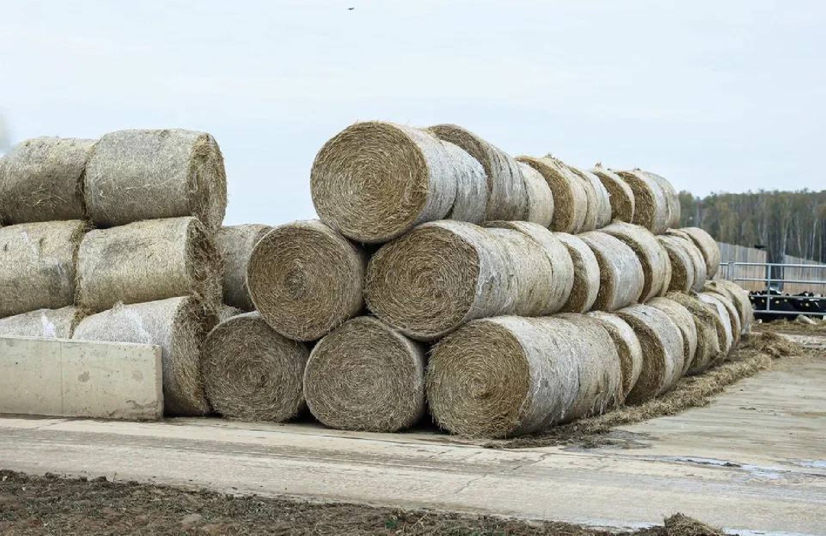 Ступино, сельское хозяйство, животноводство, эконива,