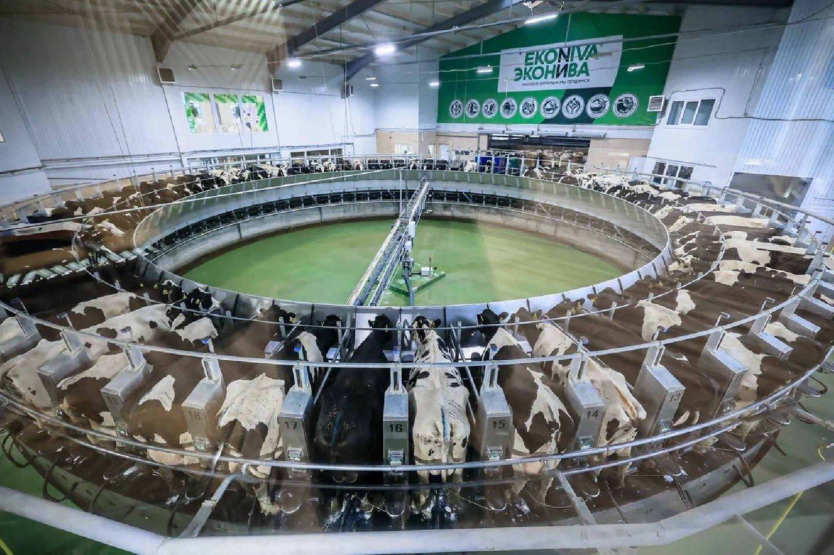 Ступино, сельское хозяйство, животноводство, эконива,