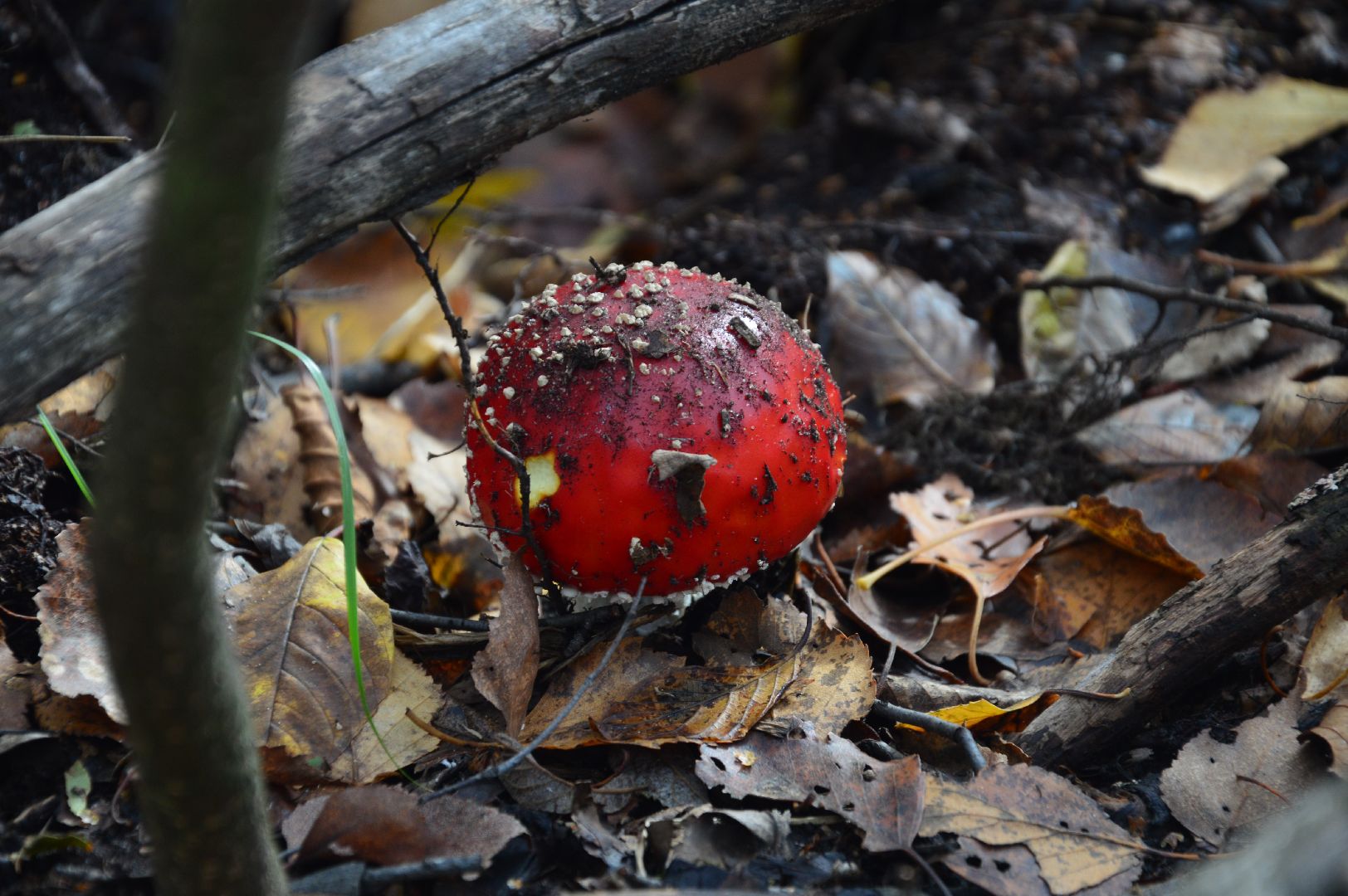 шатура, багульник болотный, лекарственное растение, медицина, народная медицина,