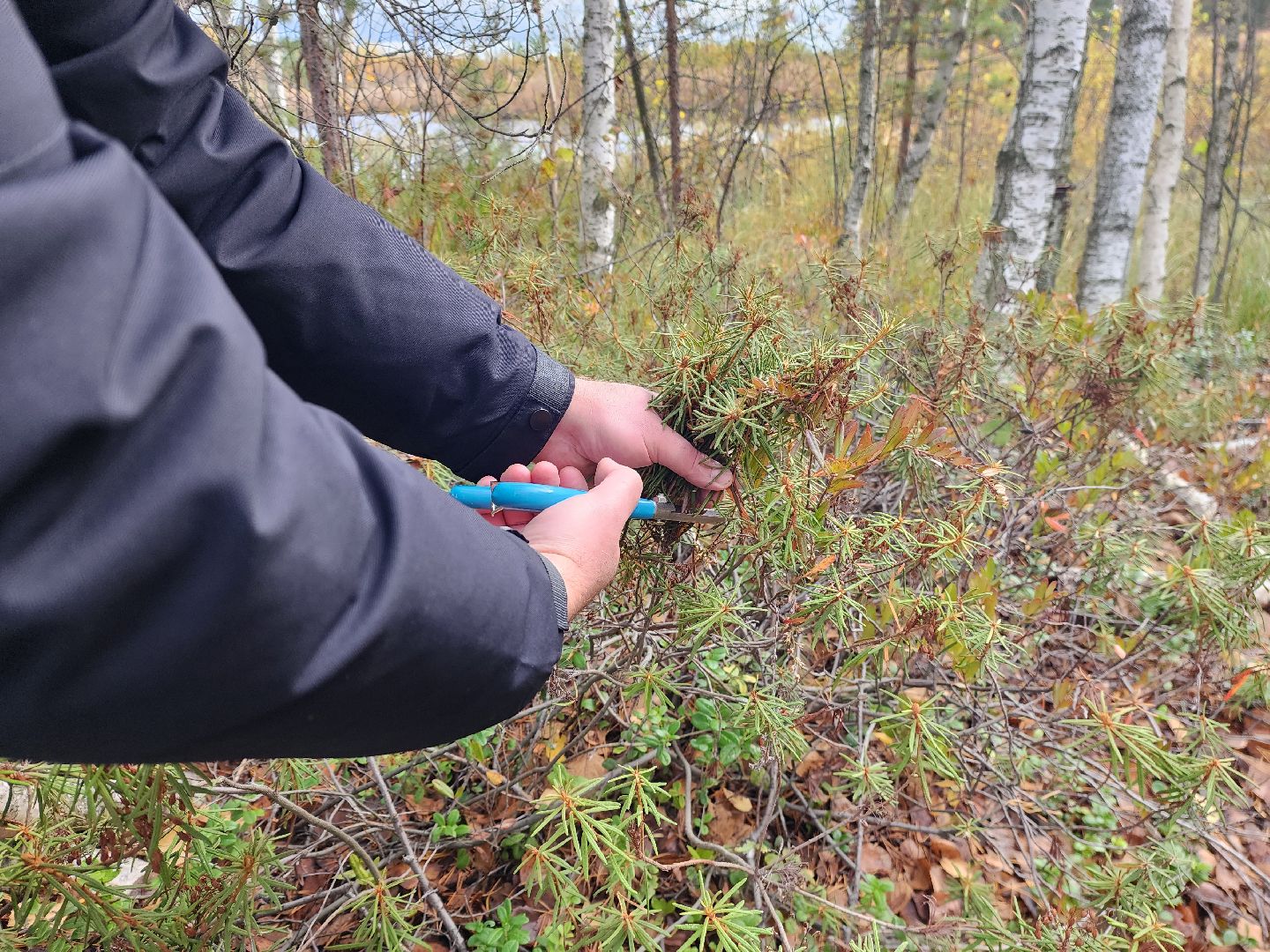 шатура, багульник болотный, лекарственное растение, медицина, народная медицина,