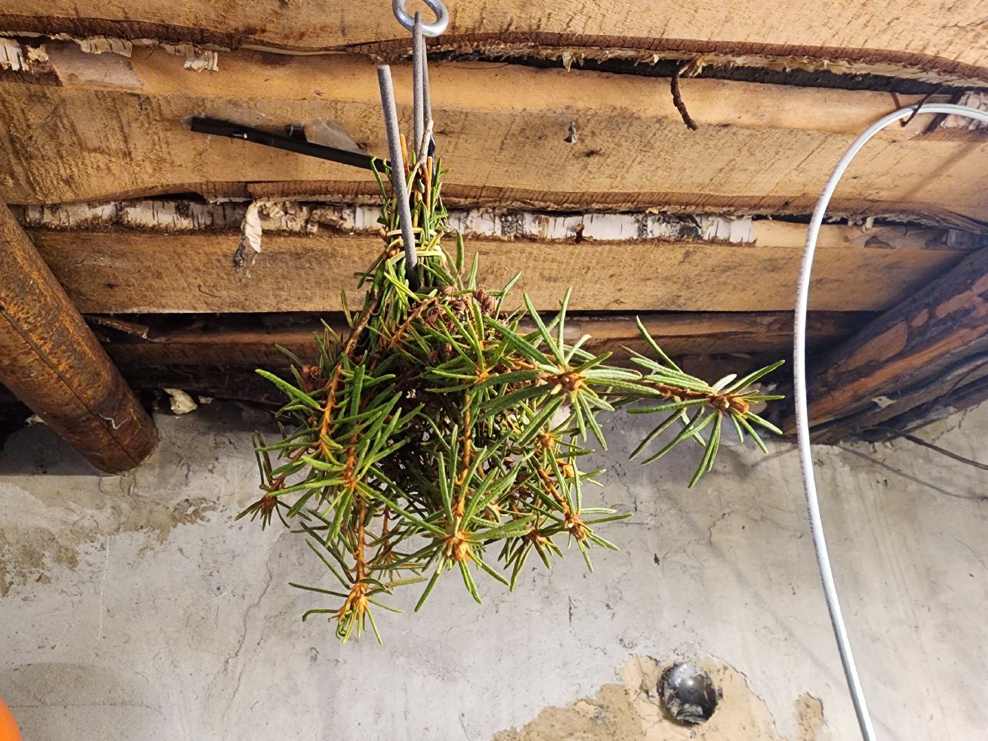 шатура, багульник болотный, лекарственное растение, медицина, народная медицина,