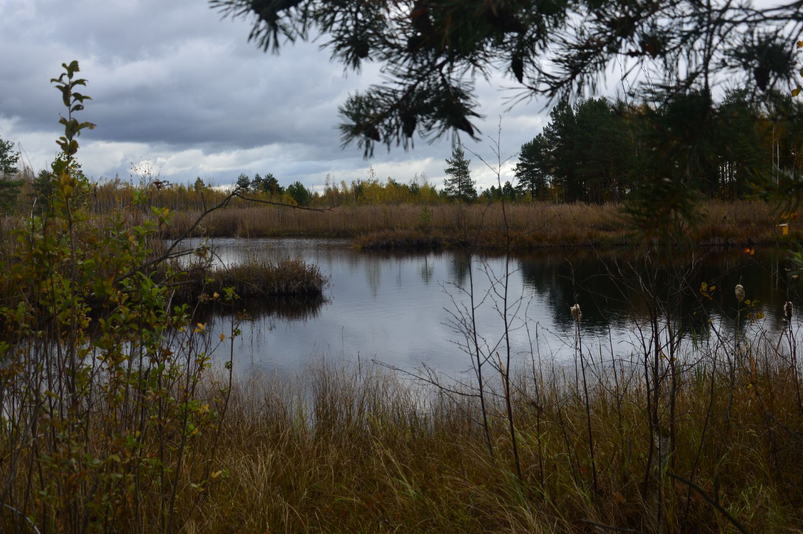 шатура, багульник болотный, лекарственное растение, медицина, народная медицина,