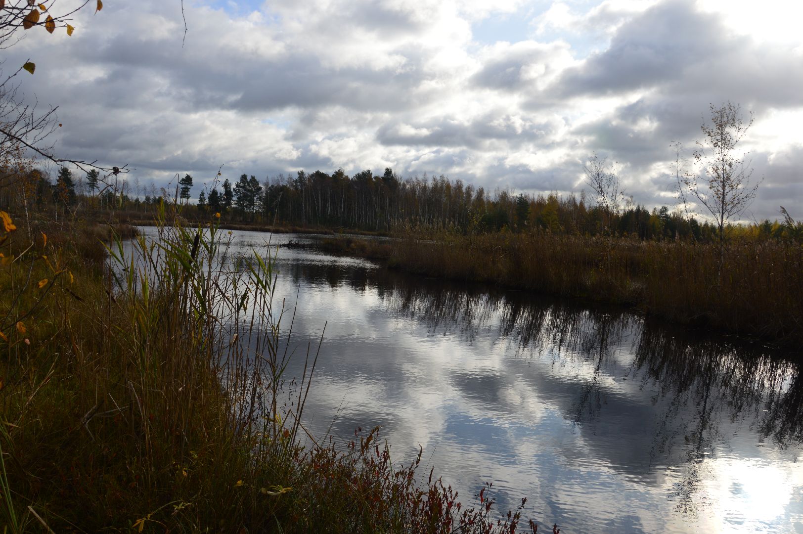 шатура, багульник болотный, лекарственное растение, медицина, народная медицина,
