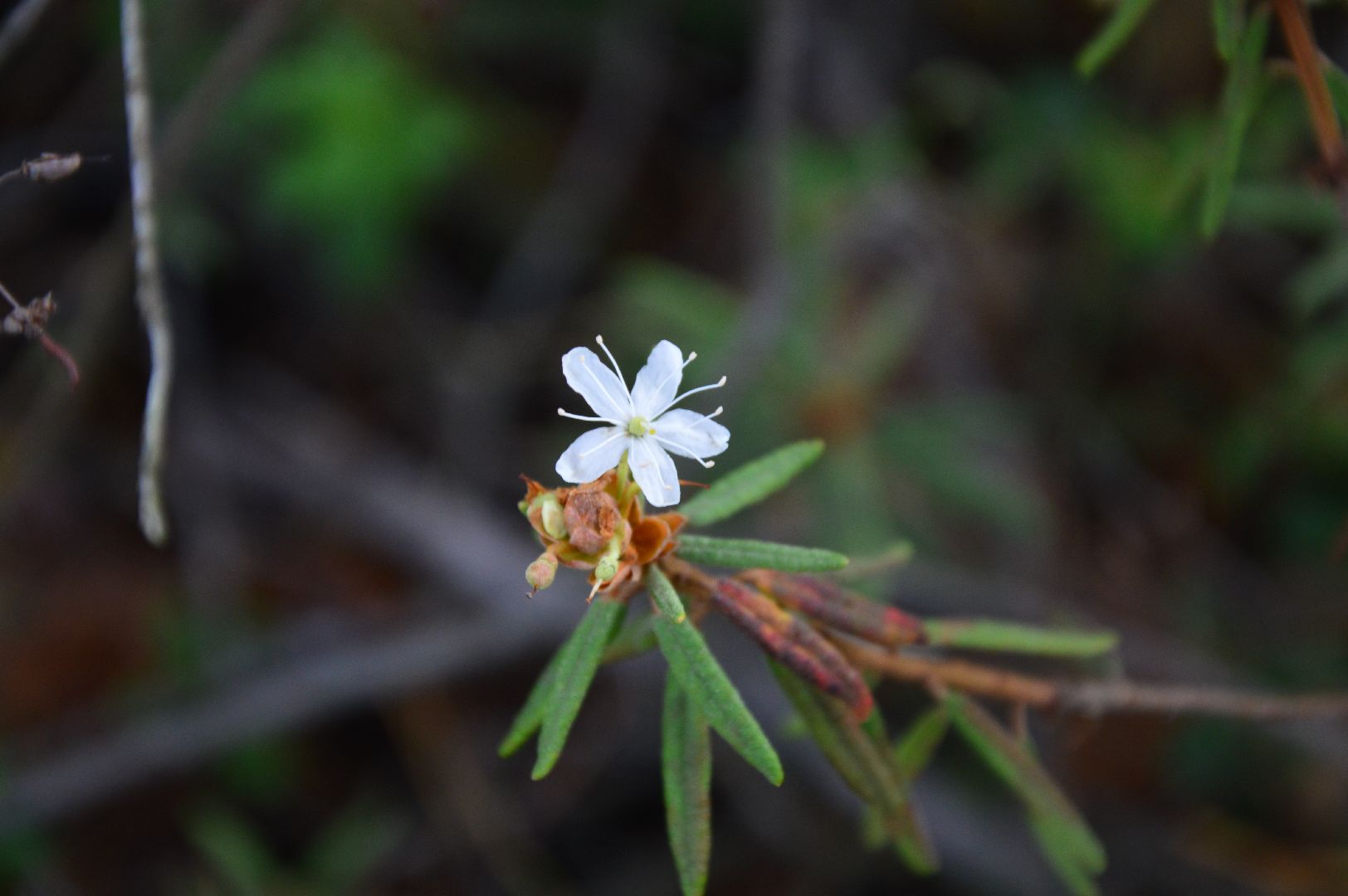 шатура, багульник болотный, лекарственное растение, медицина, народная медицина,