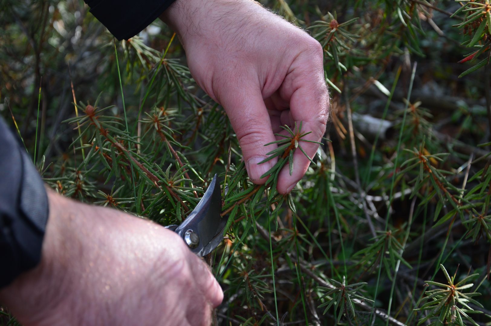 шатура, багульник болотный, лекарственное растение, медицина, народная медицина,