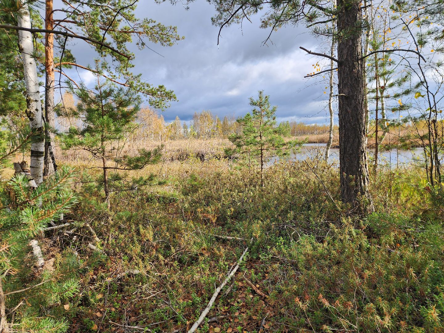 шатура, багульник болотный, лекарственное растение, медицина, народная медицина,