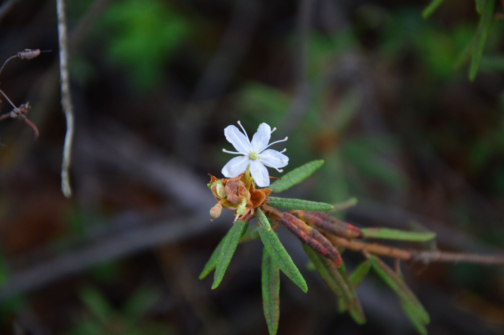 шатура, багульник болотный, лекарственное растение, медицина, народная медицина,
