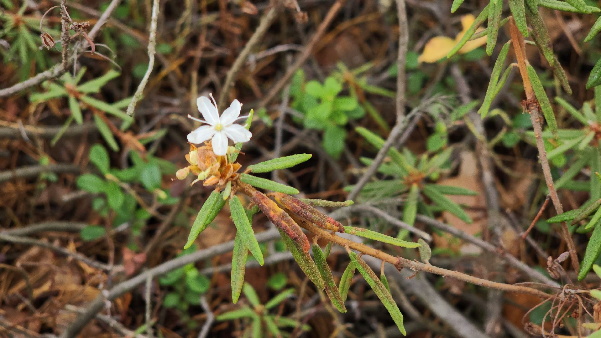 шатура, багульник болотный, лекарственное растение, медицина, народная медицина,