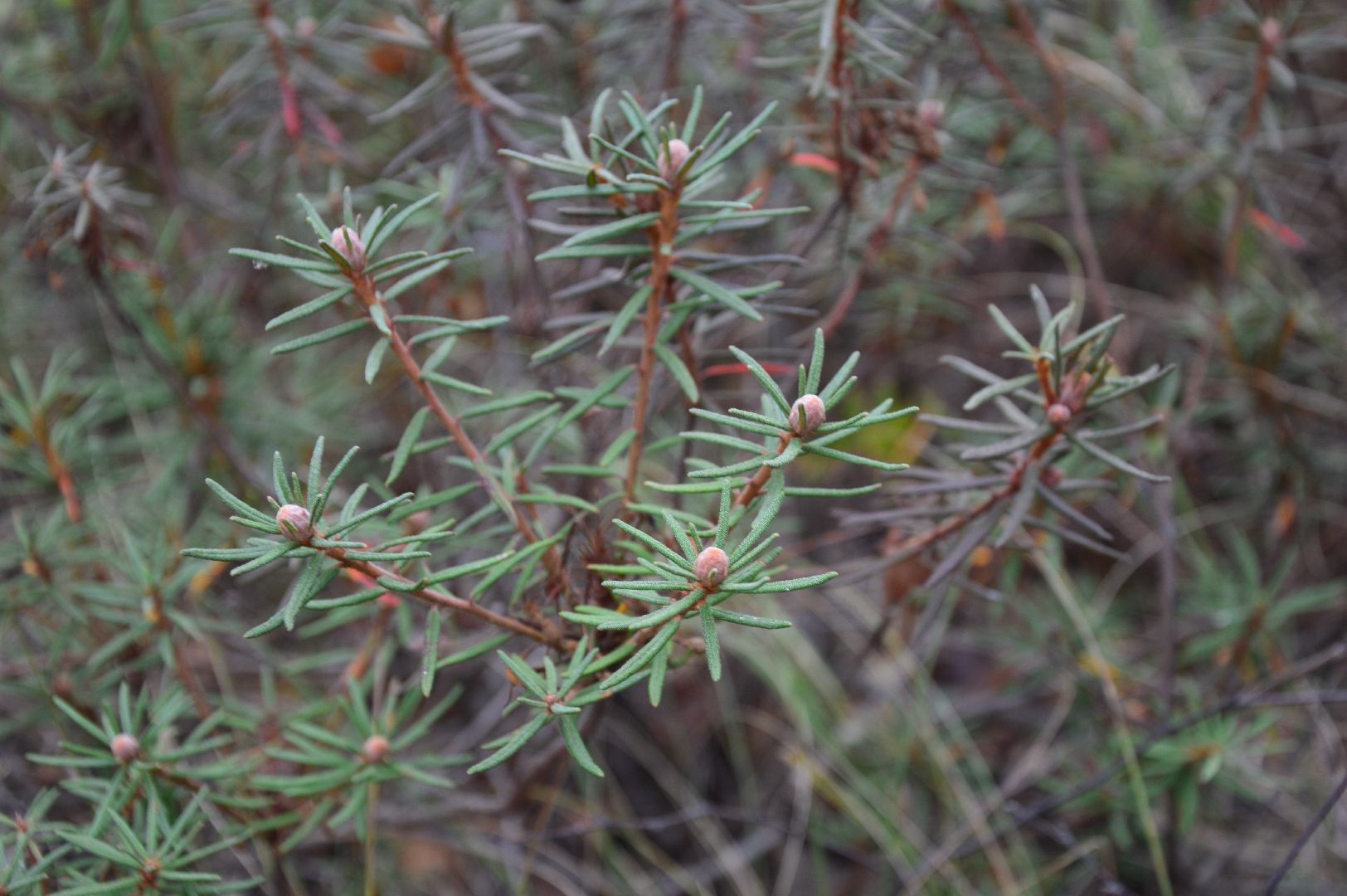 шатура, багульник болотный, лекарственное растение, медицина, народная медицина,