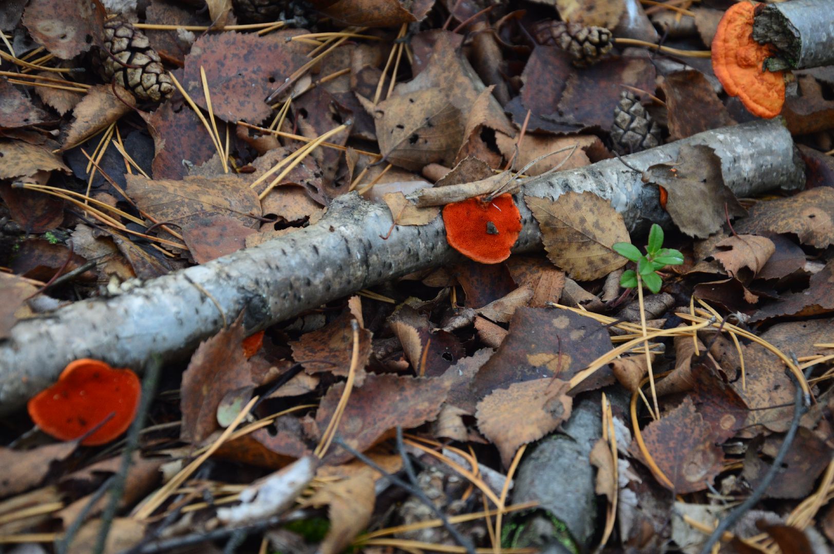 шатура, багульник болотный, лекарственное растение, медицина, народная медицина,