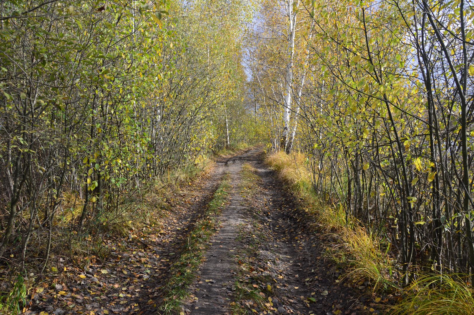 шатура, багульник болотный, лекарственное растение, медицина, народная медицина,