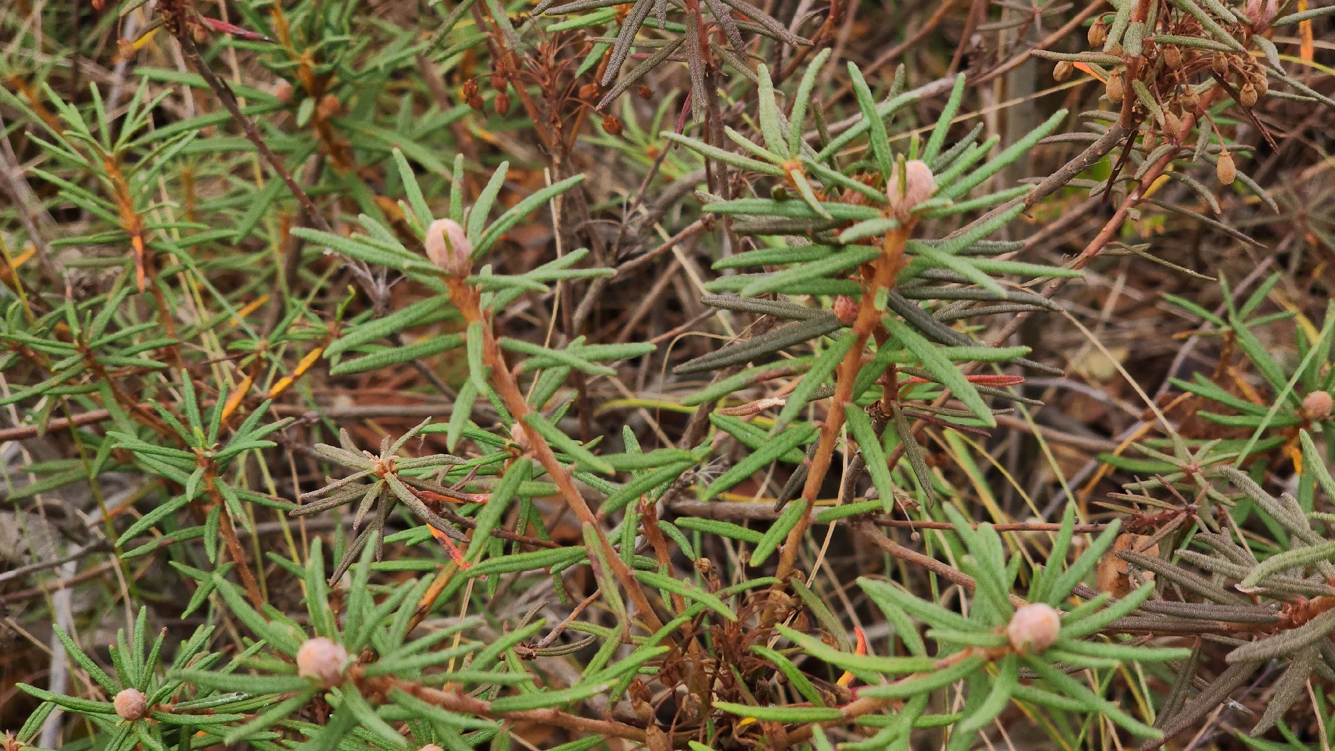 шатура, багульник болотный, лекарственное растение, медицина, народная медицина,