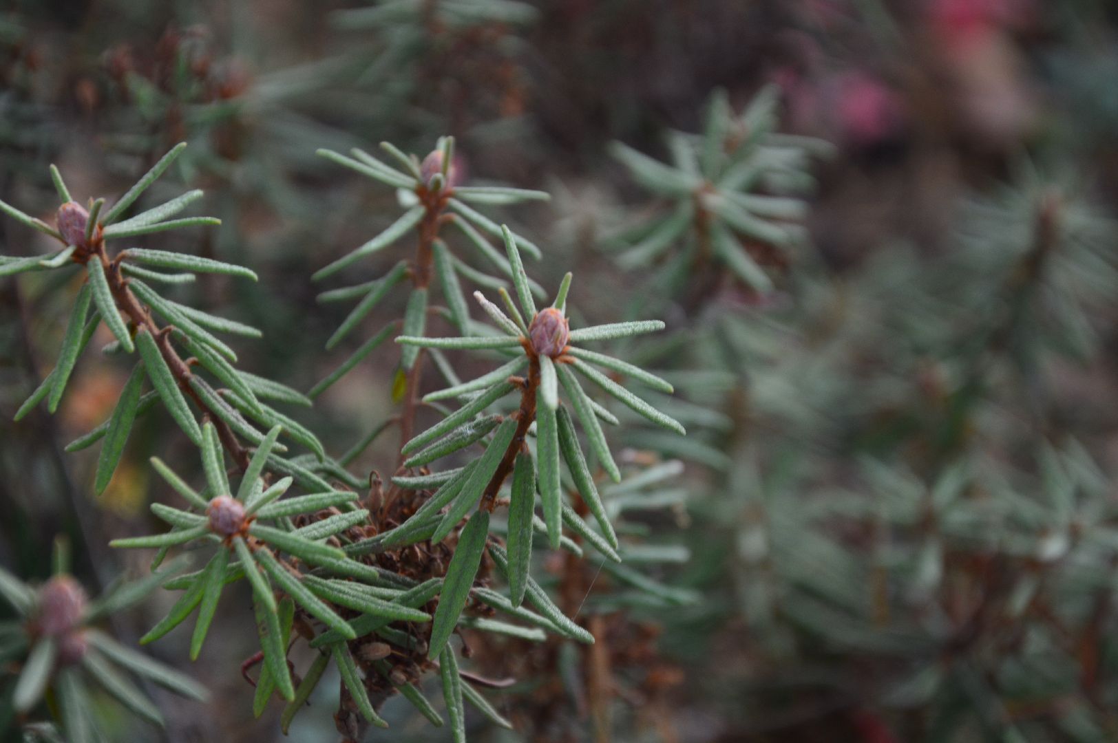 шатура, багульник болотный, лекарственное растение, медицина, народная медицина,