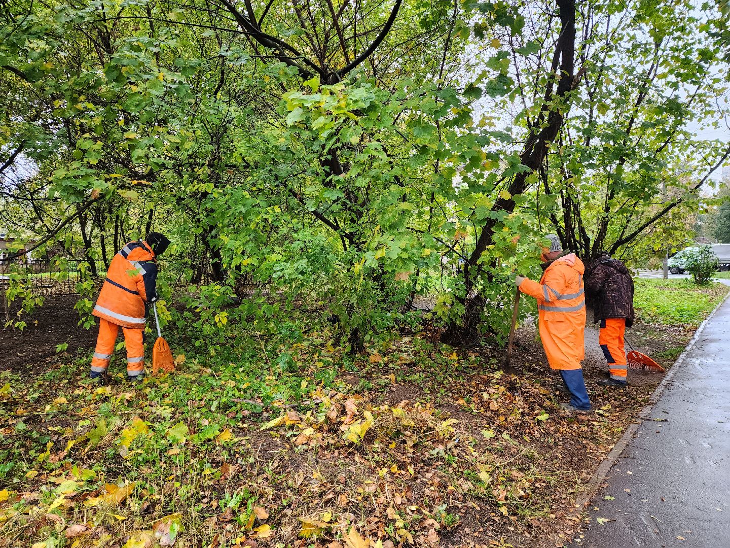 пушкино, благоустройство, листья, коммунальное хозяйство,