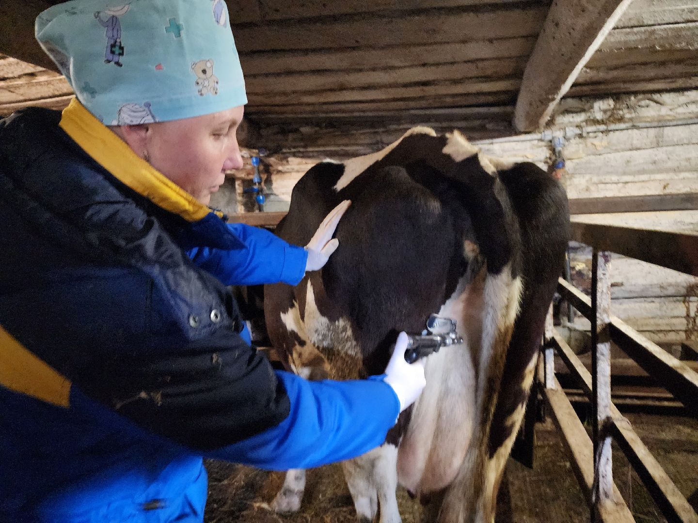 ступино, сибирская язва, сельское хозяйство, вакцинация животных,