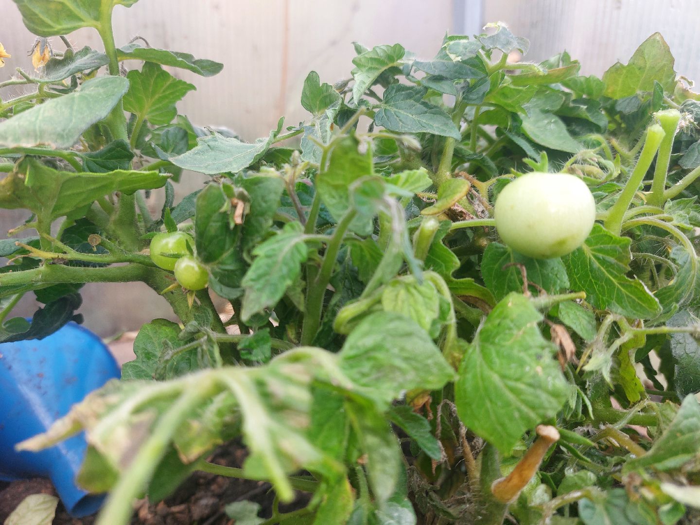 Мелихово, садовник, город чехов, Музей, Цветы, Благоустройство,