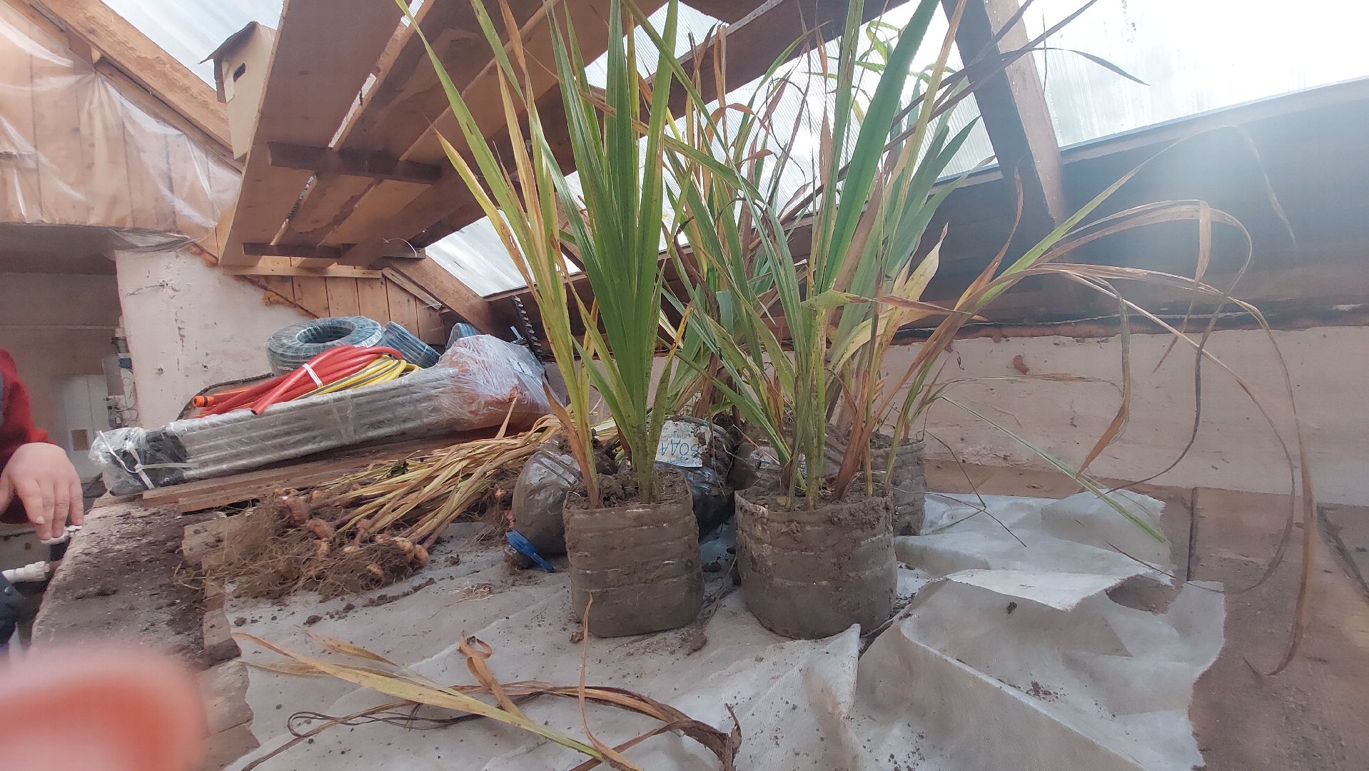 Мелихово, садовник, город чехов, Музей, Цветы, Благоустройство,