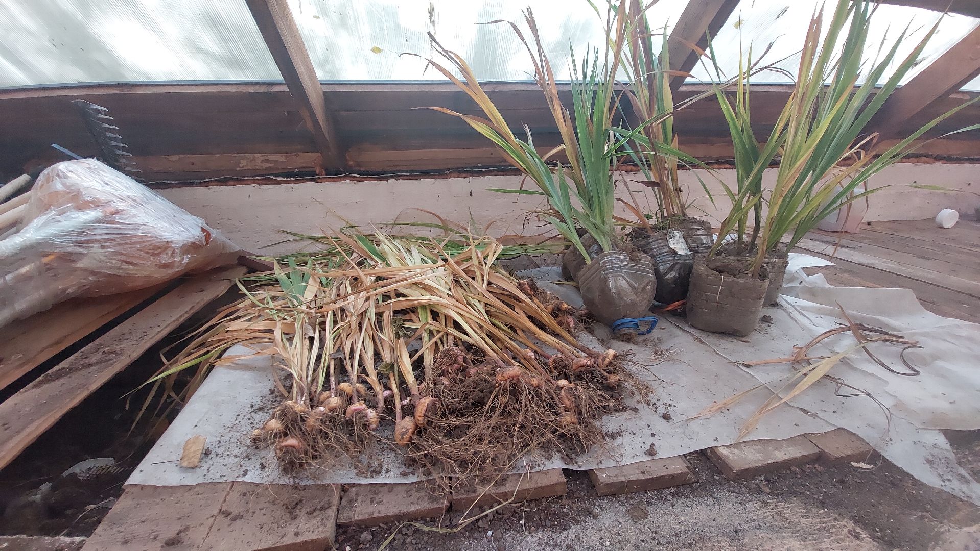 Мелихово, садовник, город чехов, Музей, Цветы, Благоустройство,