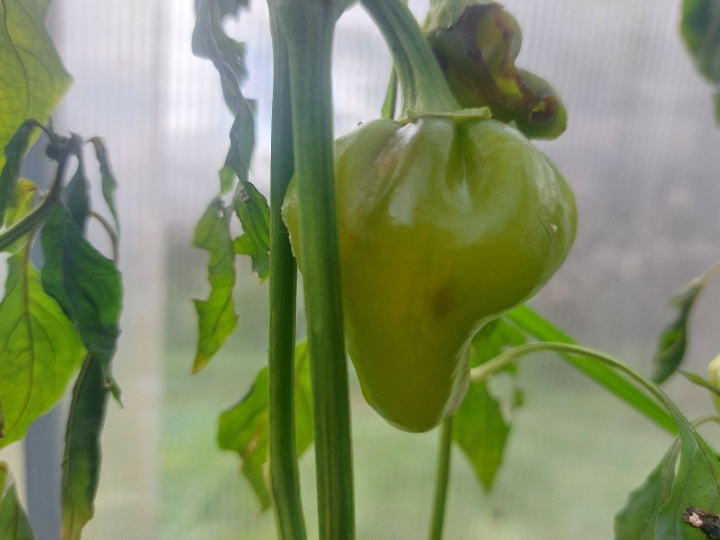 Мелихово, садовник, город чехов, Музей, Цветы, Благоустройство,