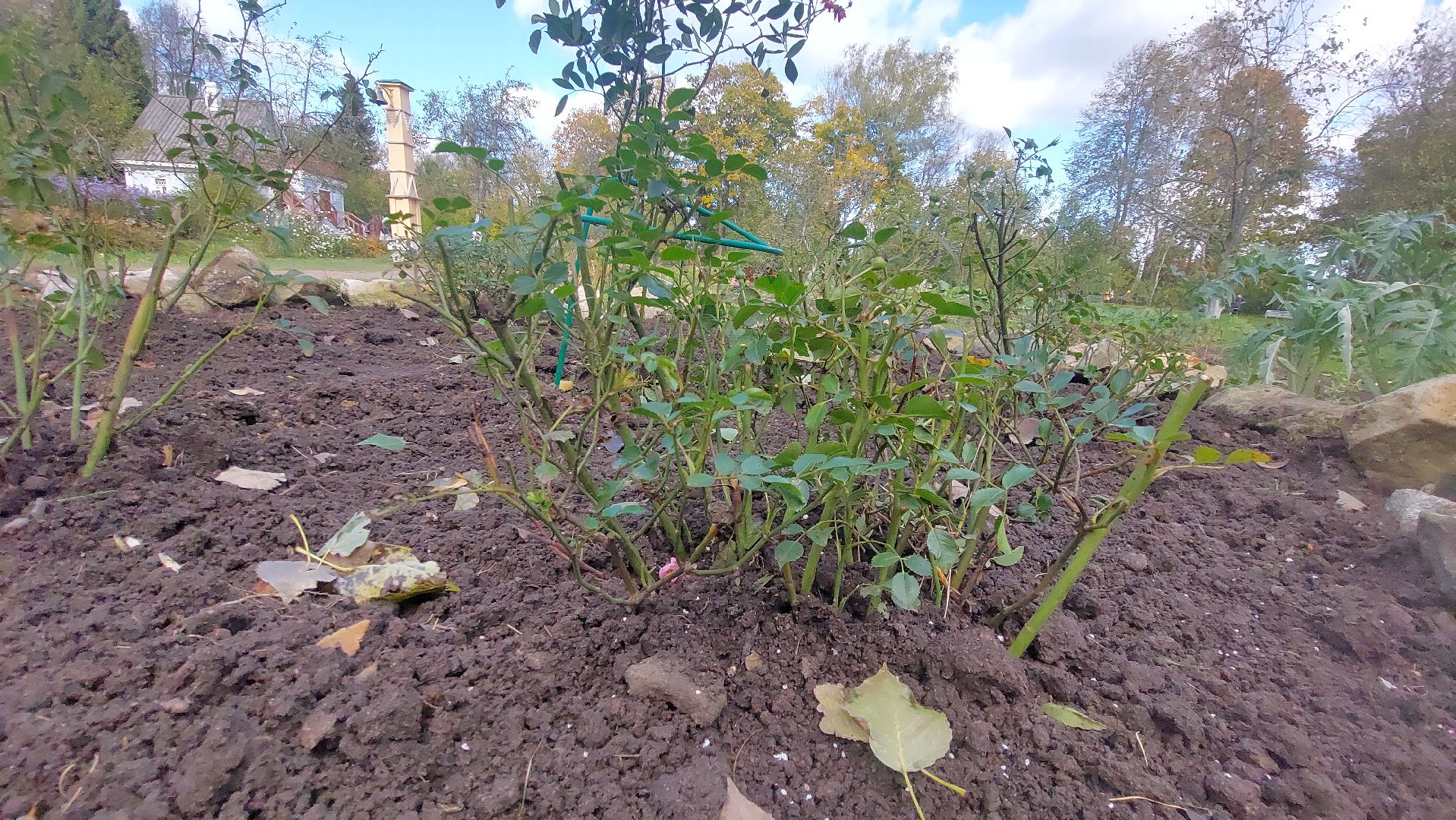 Мелихово, садовник, город чехов, Музей, Цветы, Благоустройство,