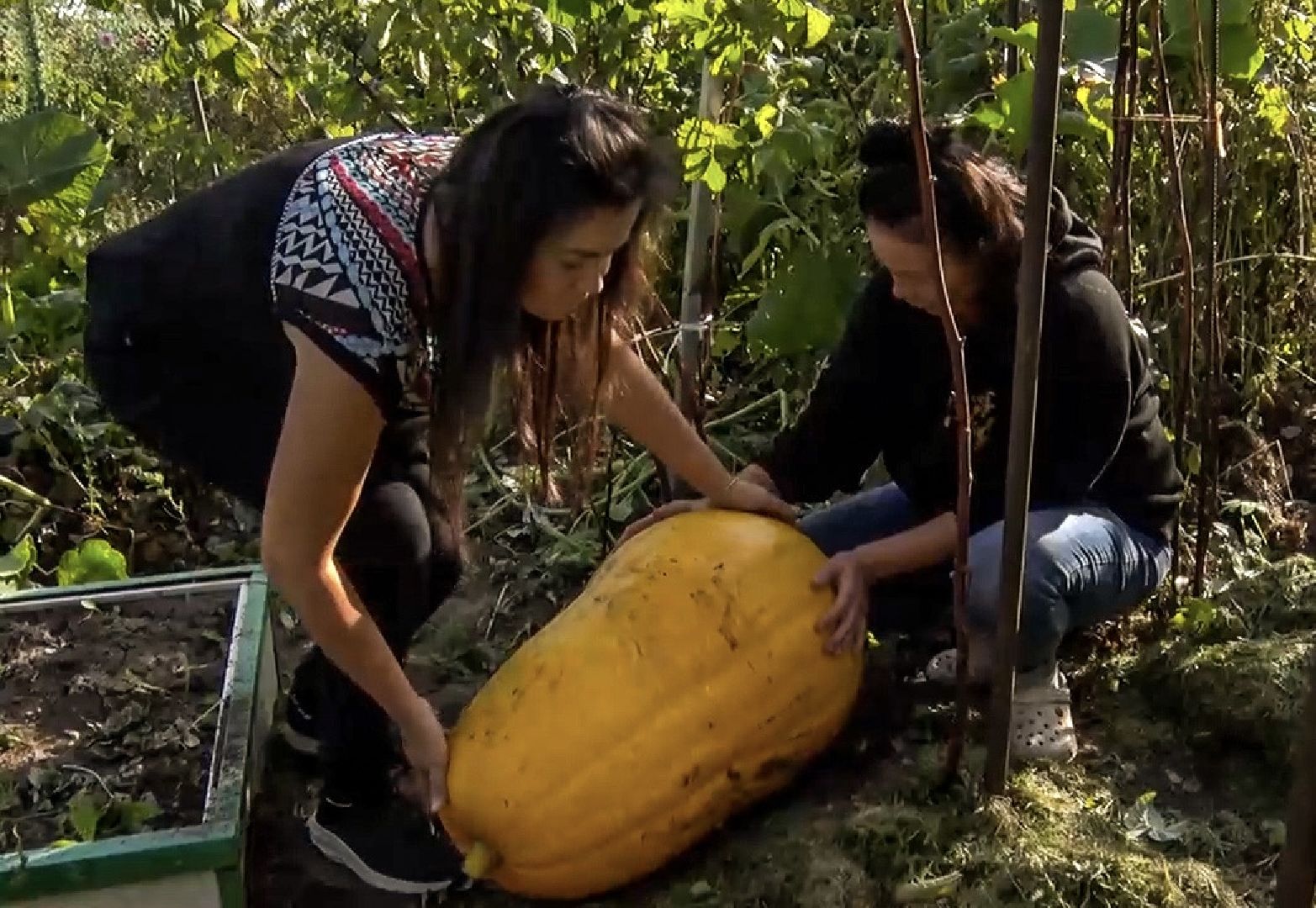 Клин, общество, люди, огород,