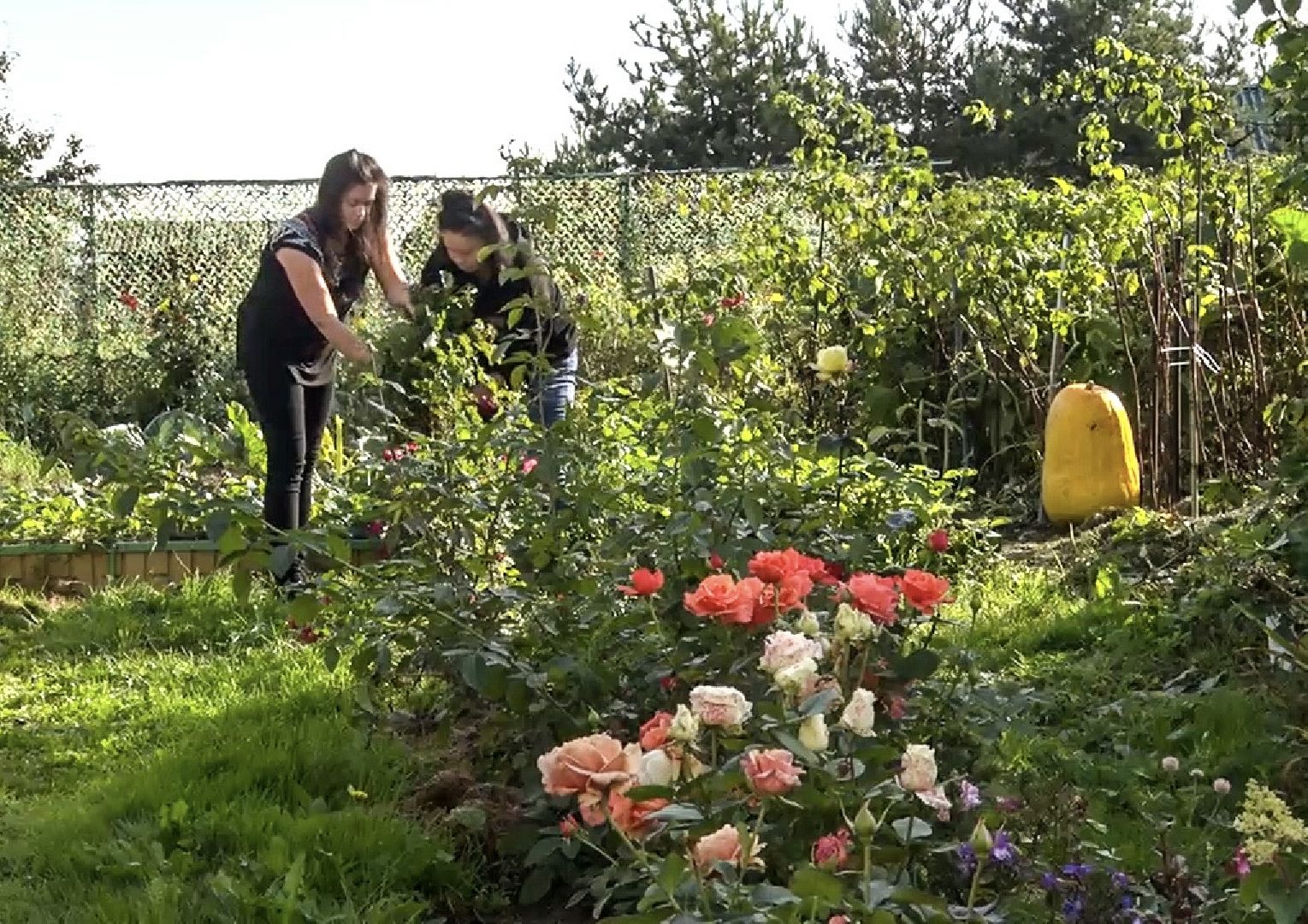 Клин, общество, люди, огород,