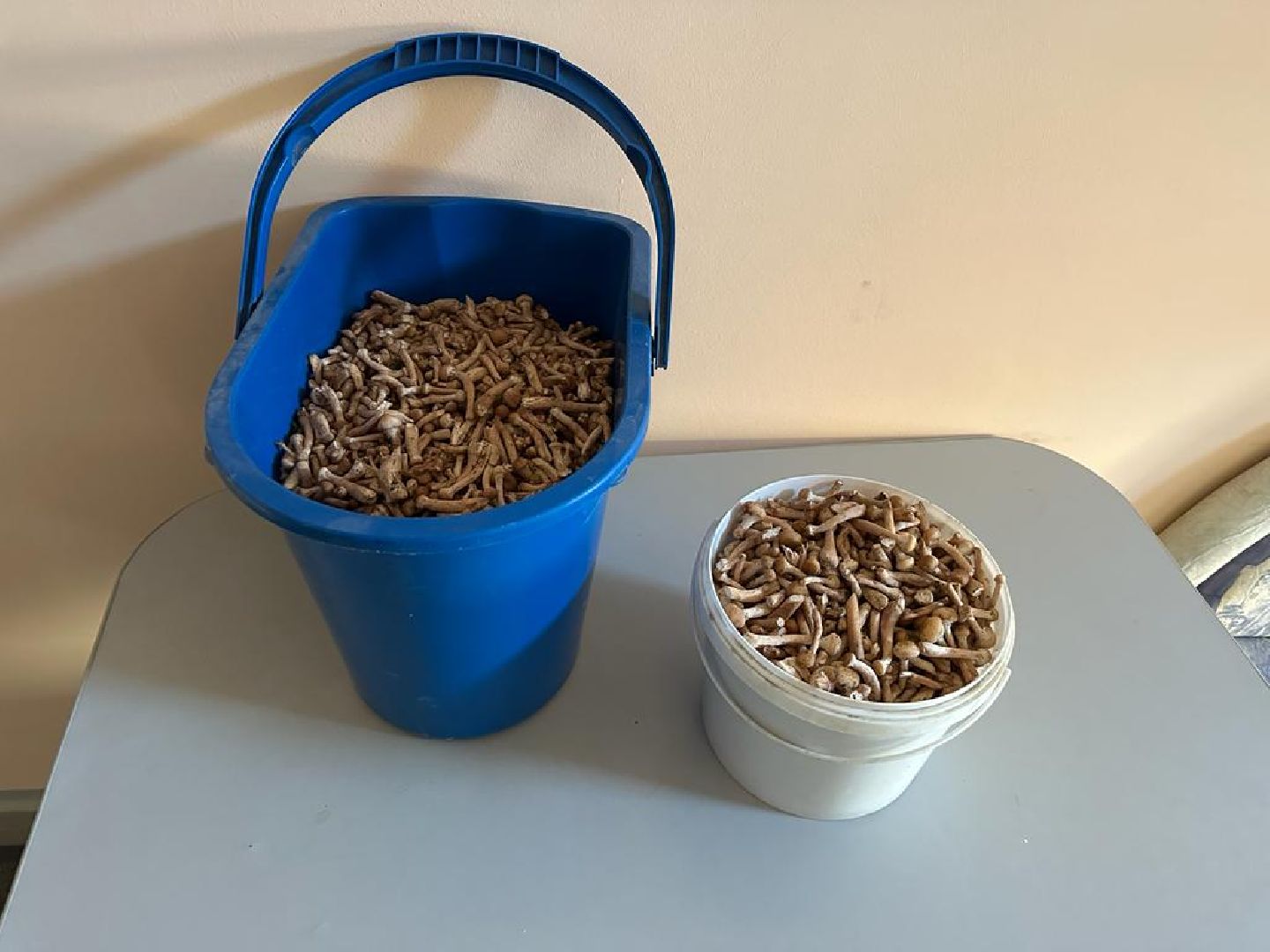 осень, грибы, лучшие рецепты, леса подмосковья, хобби,