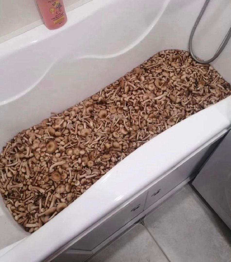 осень, грибы, лучшие рецепты, леса подмосковья, хобби,