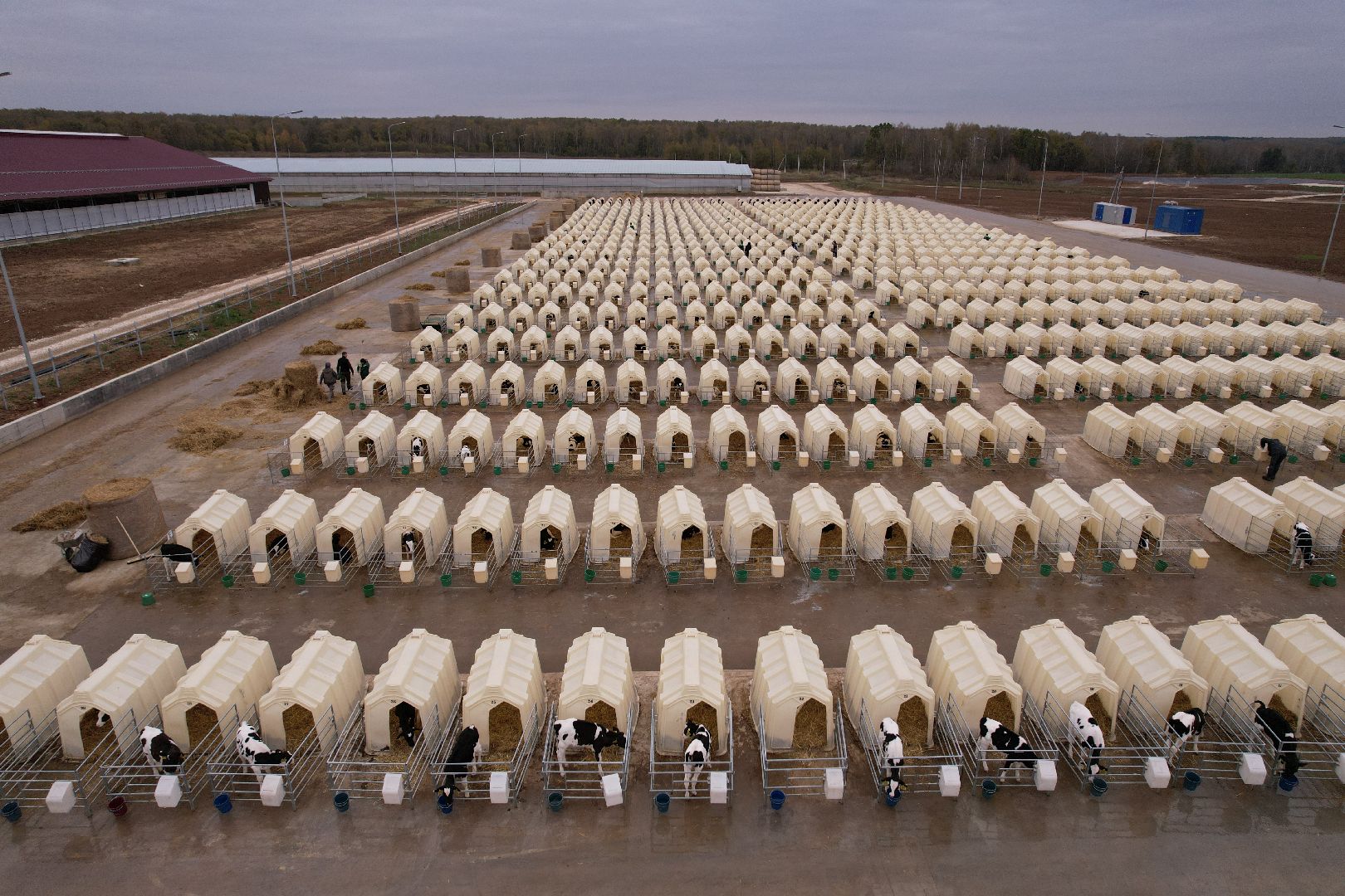 ступино, ферма, коровы,видео с коптера,