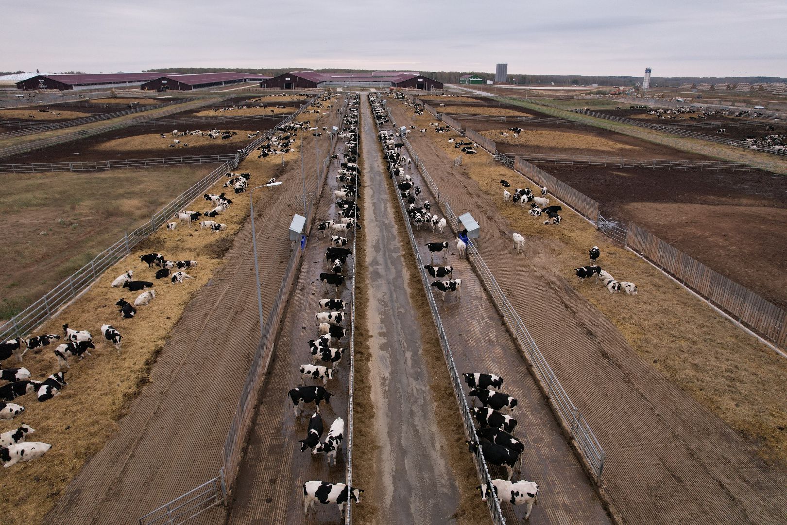 ступино, ферма, коровы,видео с коптера,