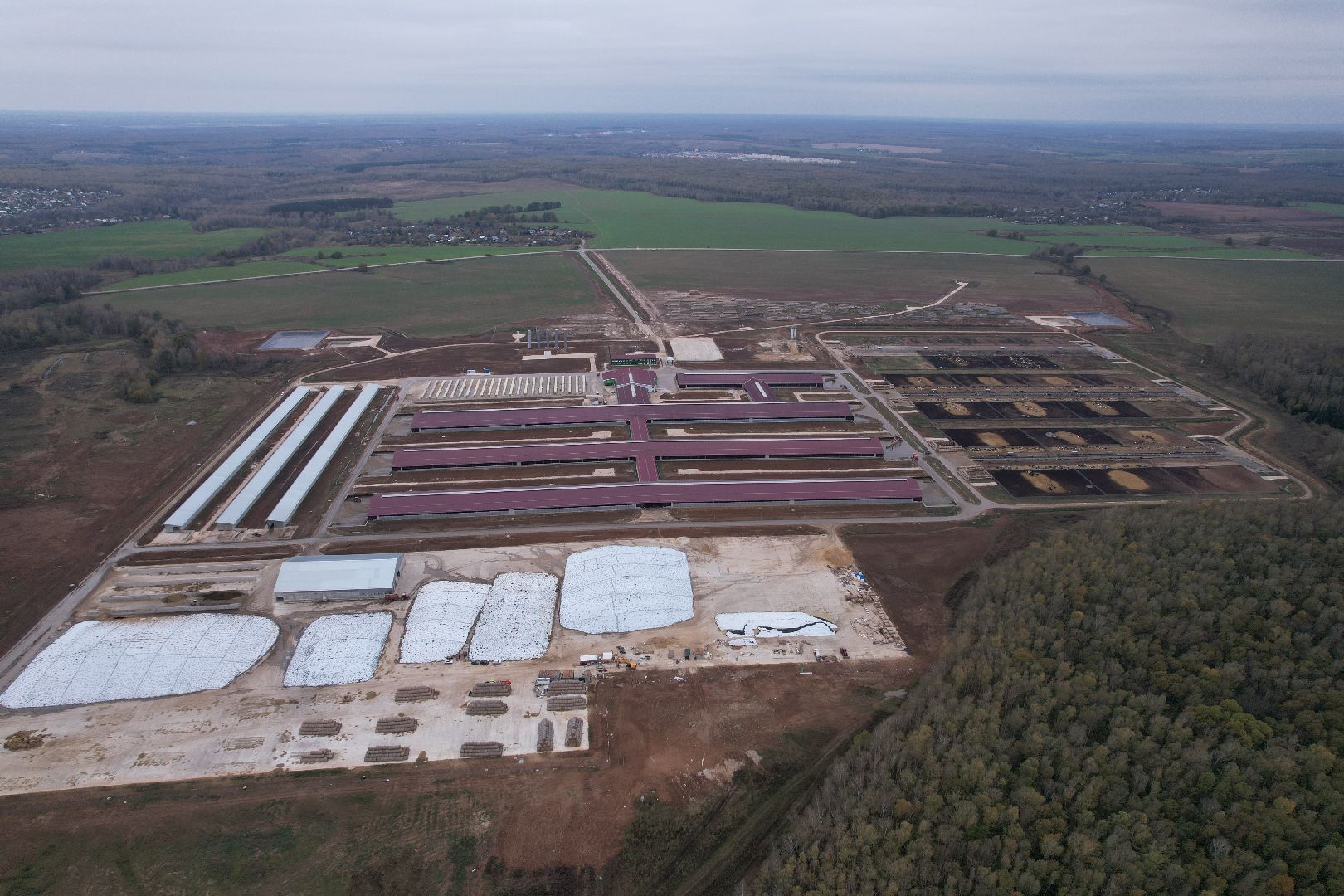 ступино, ферма, коровы,видео с коптера,