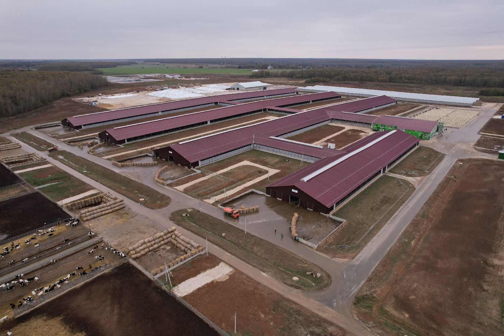 ступино, ферма, коровы,видео с коптера,