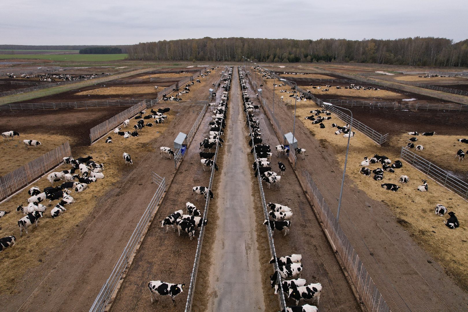 ступино, ферма, коровы,видео с коптера,